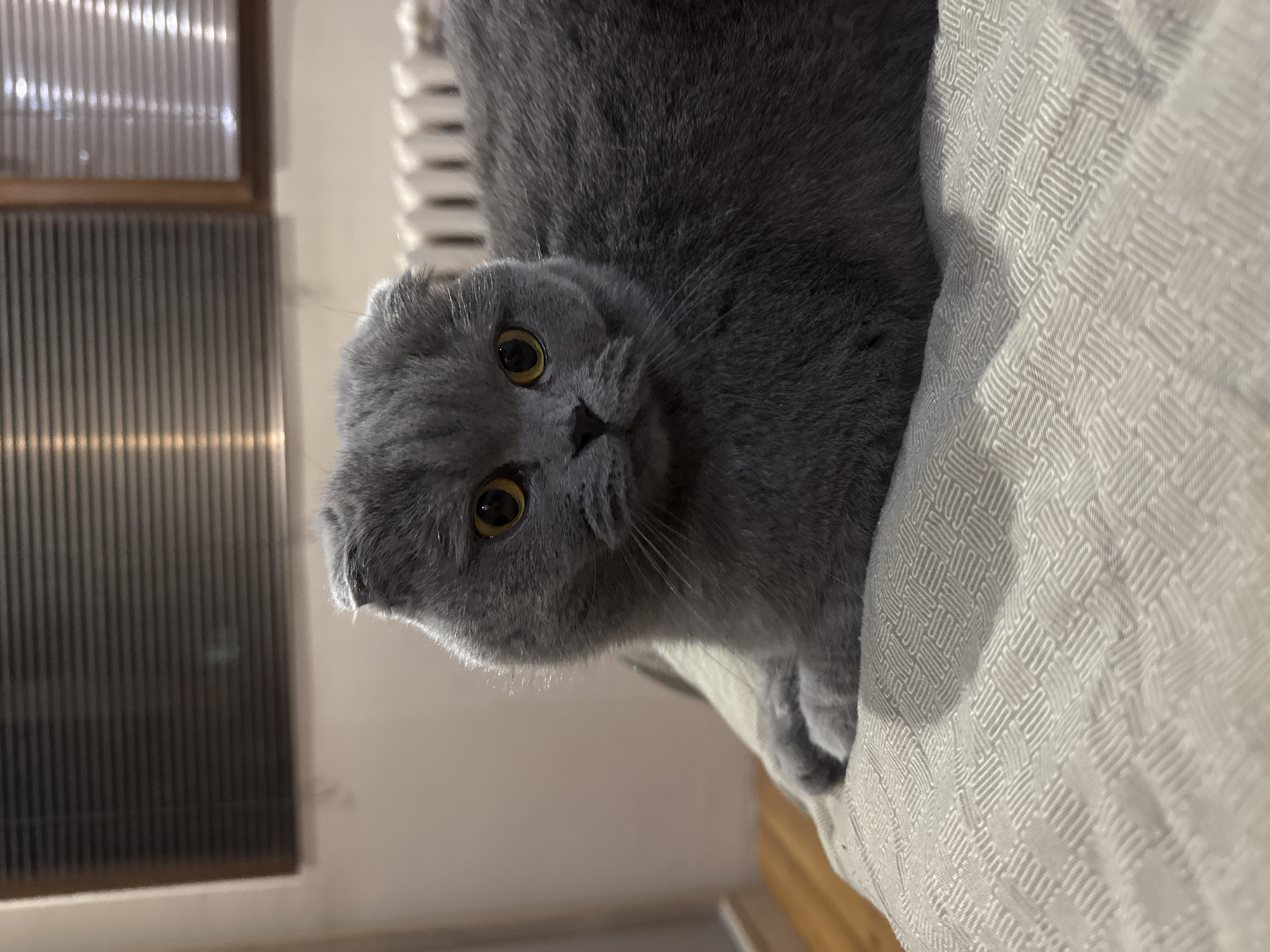 A gray Scottish Fold cat with yellow eyes is sitting on a white patterned fabric surface, possibly a bed. In the background, a window with blinds is visible. The location is unknown, and there is no indication that this image was taken in Sofia, Bulgaria.