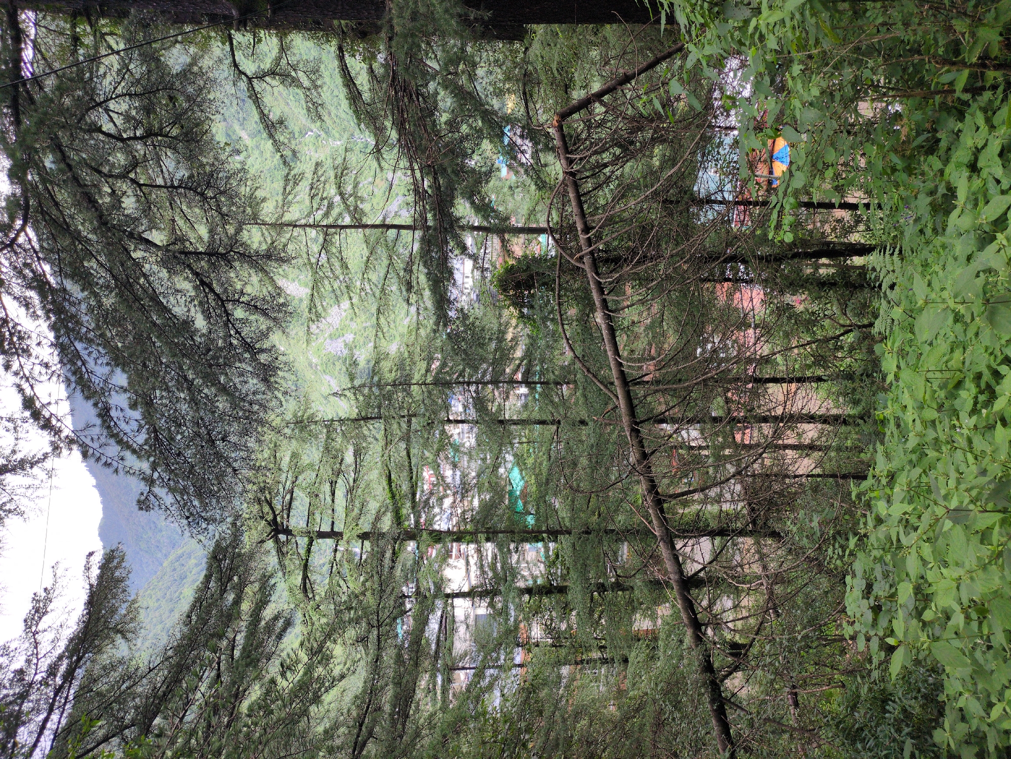 The image depicts a dense forest scene with a view of a village in the background. In the foreground, lush green foliage and undergrowth dominate, with various plants and leaves visible. Several tall pine trees, characteristic of the Himalayan region, rise vertically, their branches creating a canopy. A large, fallen tree trunk lies horizontally across the mid-ground, its bare branches contrasting with the surrounding greenery. Beyond the trees and the fallen trunk, buildings and structures of a village are visible. These include houses with reddish-orange roofs and some with lighter colored walls, along with what appear to be colorful tarps or awnings, possibly tents or market stalls. A glimpse of a winding road or pathway can be seen between the buildings. The background reveals a mountainous landscape, with hillsides covered in vegetation and a cloudy or hazy sky. The overall impression is one of a natural environment interwoven with human settlement, suggesting a location like Bhagsu, India, known for its pine forests and hillside villages. There are no people or animals visible in the image.