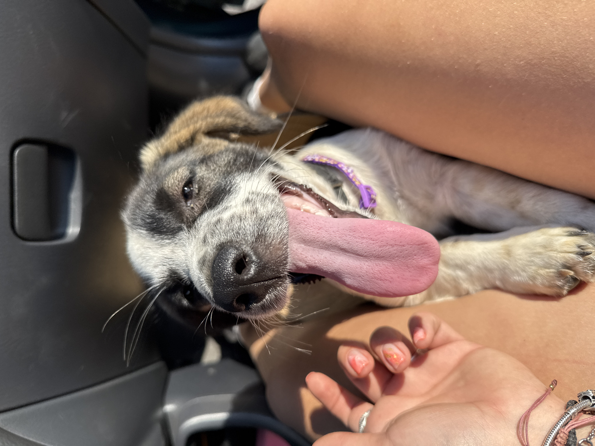 In Sredets, Bulgaria, a close-up shot captures a puppy inside a vehicle with its tongue lolling out. The puppy, with black and white markings on its face and brown ears, is positioned between a person's legs. A hand with painted nails is visible on the left, gently resting near the puppy. The interior of the vehicle, including the dashboard, is dimly lit and out of focus in the background. The overall scene is illuminated by natural sunlight, creating a warm glow on the subjects.