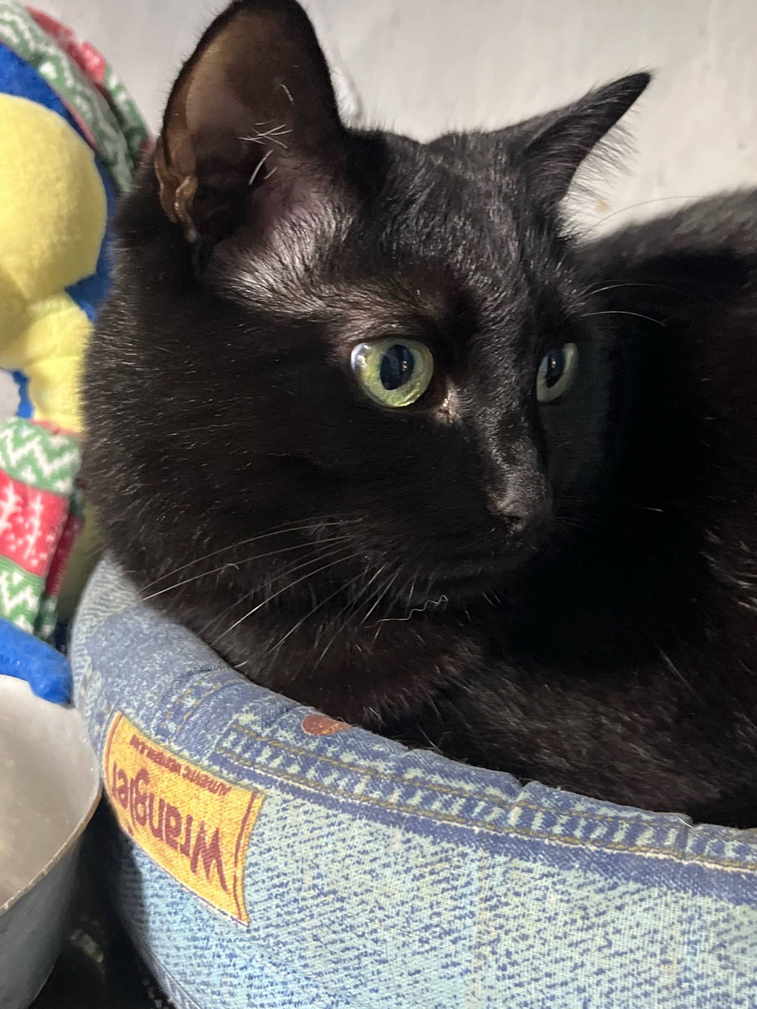A black cat with green eyes is resting in a denim-covered bed. The cat is positioned in the center of the frame, with its head slightly turned to the right. The background is blurry and shows a colorful, patterned blanket. The bed has a yellow tag with the "Wrangler" logo. There is no indication of the location being Nizhny Tagil, Russia, as no context clues are provided.