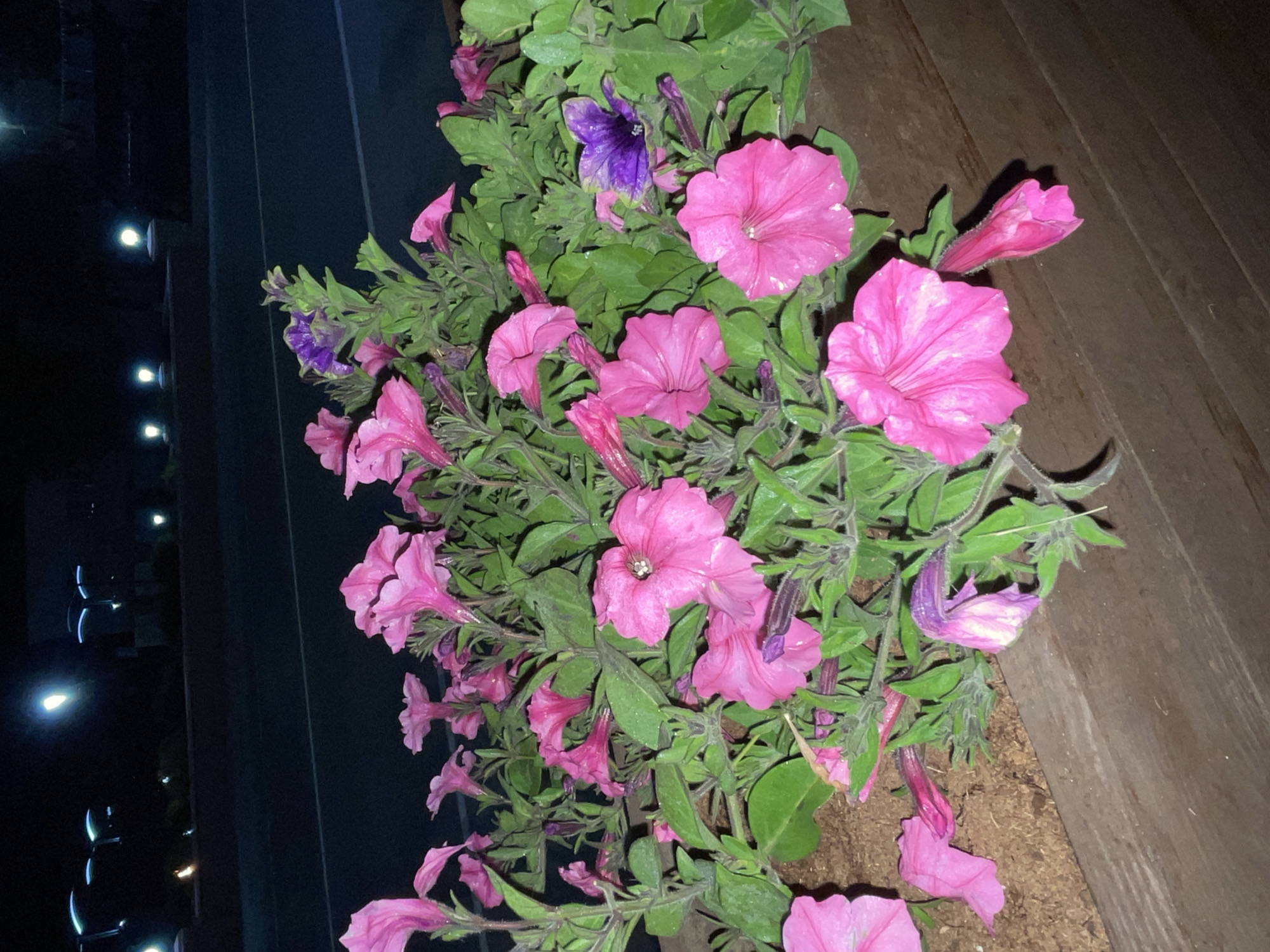The image displays a close-up view of a planter overflowing with vibrant petunia flowers, primarily in shades of bright pink, interspersed with a few dark purple blossoms. The flowers are in various stages of bloom, with many fully open showcasing their trumpet-like shape and delicate petals, while others are still tightly closed buds. Lush green leaves and stems surround the flowers.
The setting appears to be outdoors at night, as indicated by the very dark background on the left side of the frame. Several artificial light sources, appearing as bright, glowing circles, are visible in the distance against this dark backdrop. These lights are reflected on a dark, possibly vertical, surface. On the right side of the image, a textured brown wooden surface is present, likely part of a railing, planter box, or decking. The flowers themselves appear fresh, with small water droplets visible on some petals, suggesting recent watering or evening dew. There are no people visible, and no discernible text can be found in the image. The overall impression is one of natural beauty illuminated against a nocturnal urban or architectural environment.