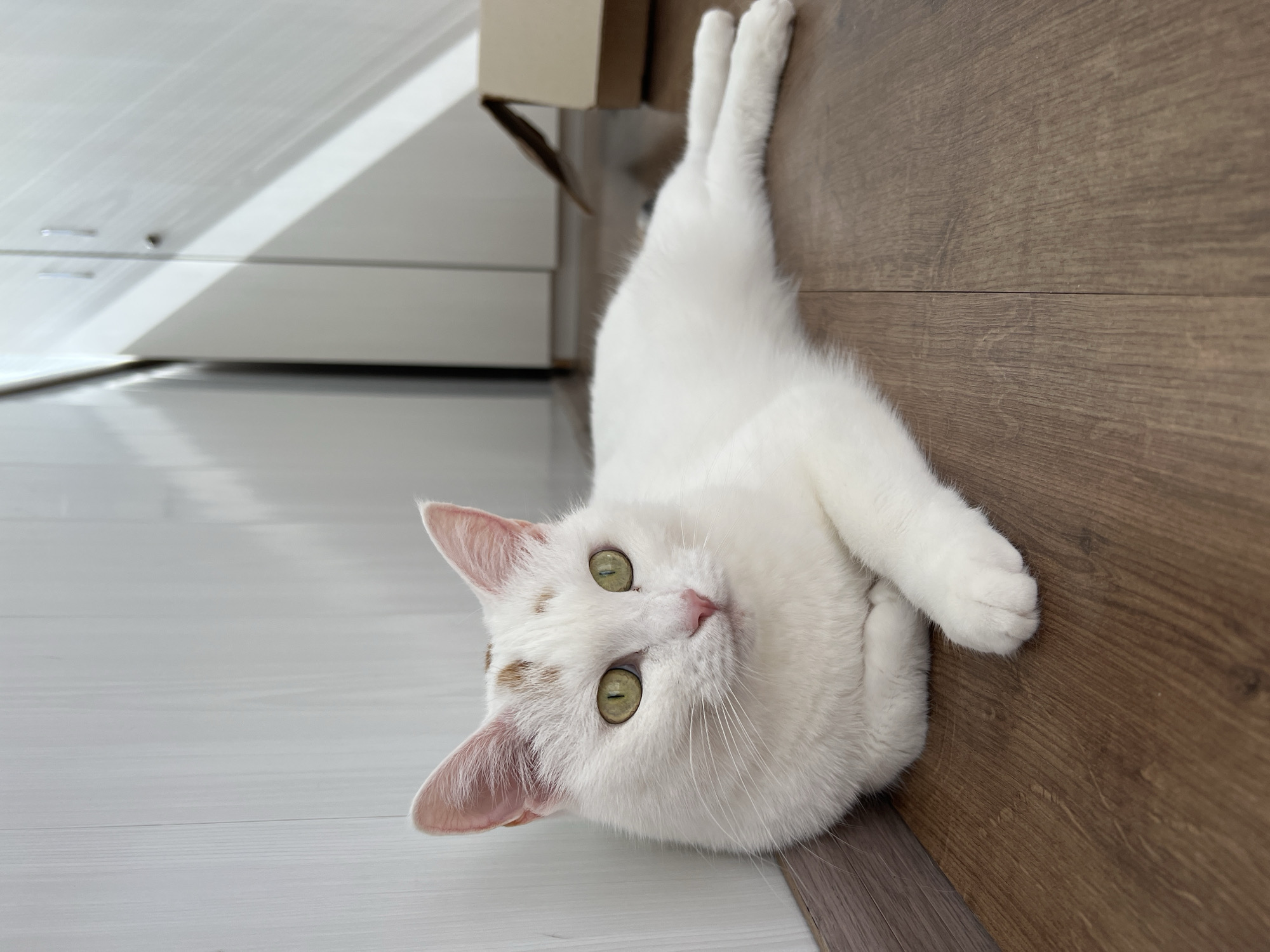 A white cat with green eyes and a few brown patches on its head is lying on a wooden floor in front of a white wall. The cat is in focus and facing the camera. In the background, there are white cabinets and a cardboard box. The scene appears to be indoors. No specific location in Salavat, Russia is discernible from the image.