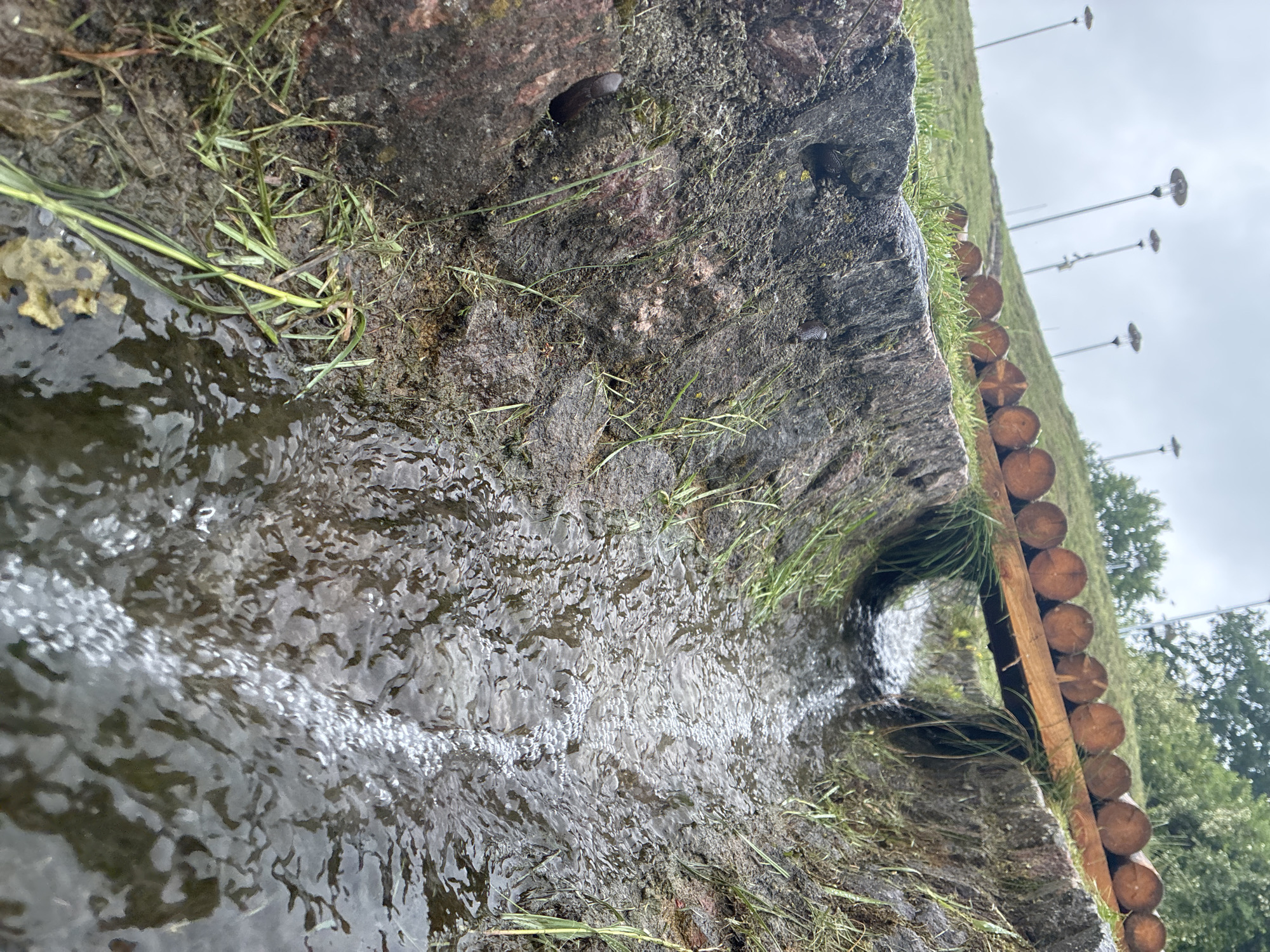 A close-up, low-angle view captures a small, rocky water channel with a wooden bridge constructed from logs overhead. The channel is filled with flowing water, creating ripples and aeration. Lush green grass grows along the edges of the channel and the surrounding earthy bank. In the background, a grassy slope is dotted with modern-style street lamps. The scene appears to be an outdoor public space, possibly a park or a scenic walkway in Sabile, Latvia, suggesting a man-made water feature integrated into the natural landscape.