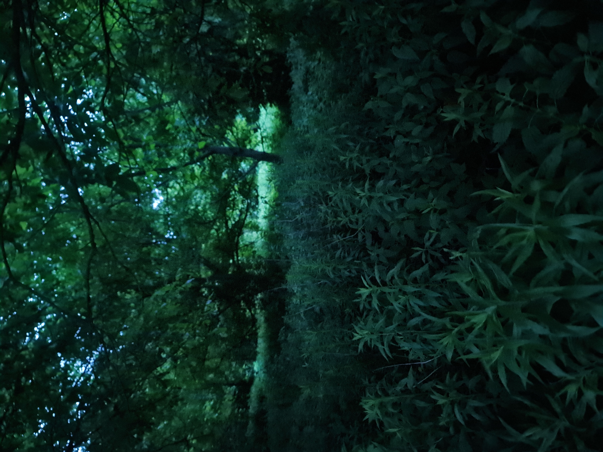 The image depicts a densely vegetated area, likely a park or wooded section within the city of Prešov, Slovakia. The scene is characterized by an abundance of leafy plants and trees, creating a lush, green environment. The lighting suggests either early morning or late evening, as the scene is dimly lit and cast in shadows, with some dappled light filtering through the tree canopy. The foreground is dominated by tall, green plants with long, slender leaves. Behind these, more vegetation and trees are visible, forming a layered effect of foliage. The overall impression is one of natural overgrowth and a relatively unmanicured outdoor space. There are no people or discernible man-made structures visible in the image.