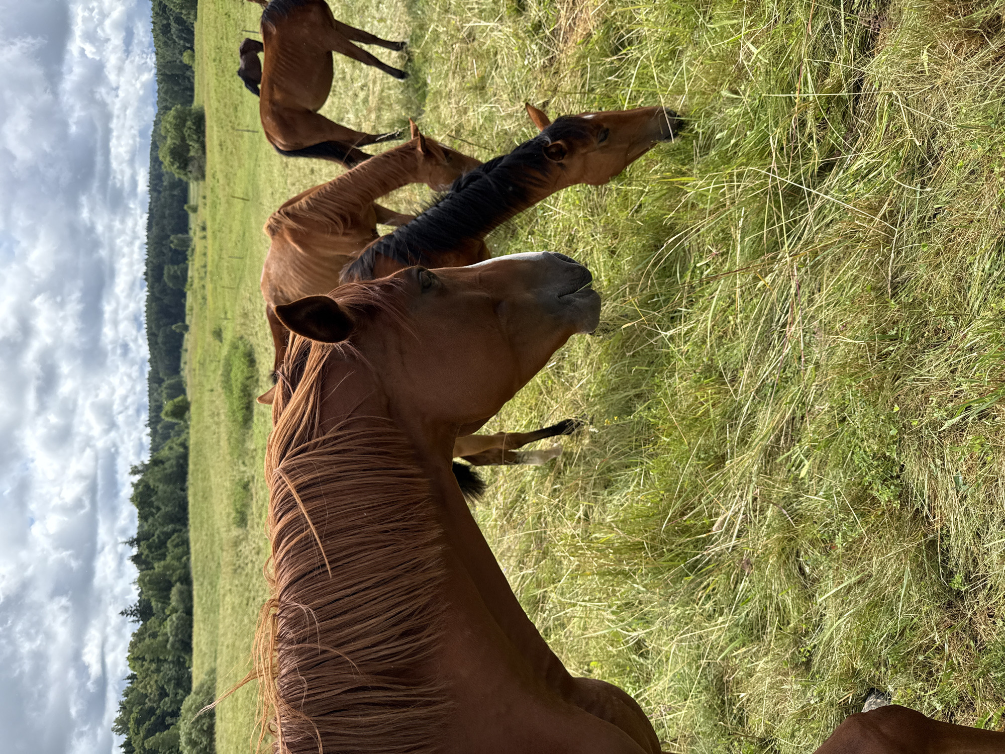 The image depicts a herd of horses grazing in a lush green pasture under a cloudy sky, likely in Galinė, Lithuania. In the foreground, the head and mane of a brown horse are prominent, with its focus directed downwards towards the grass. Behind it, several other horses, mostly brown in various shades, are also seen grazing. The background features a dense line of trees forming a forest edge, beyond which a slightly hazy sky with dramatic clouds suggests a dynamic weather pattern. The terrain appears slightly undulating, with a mix of tall and short grasses covering the field. The overall scene conveys a sense of natural tranquility and rural life.