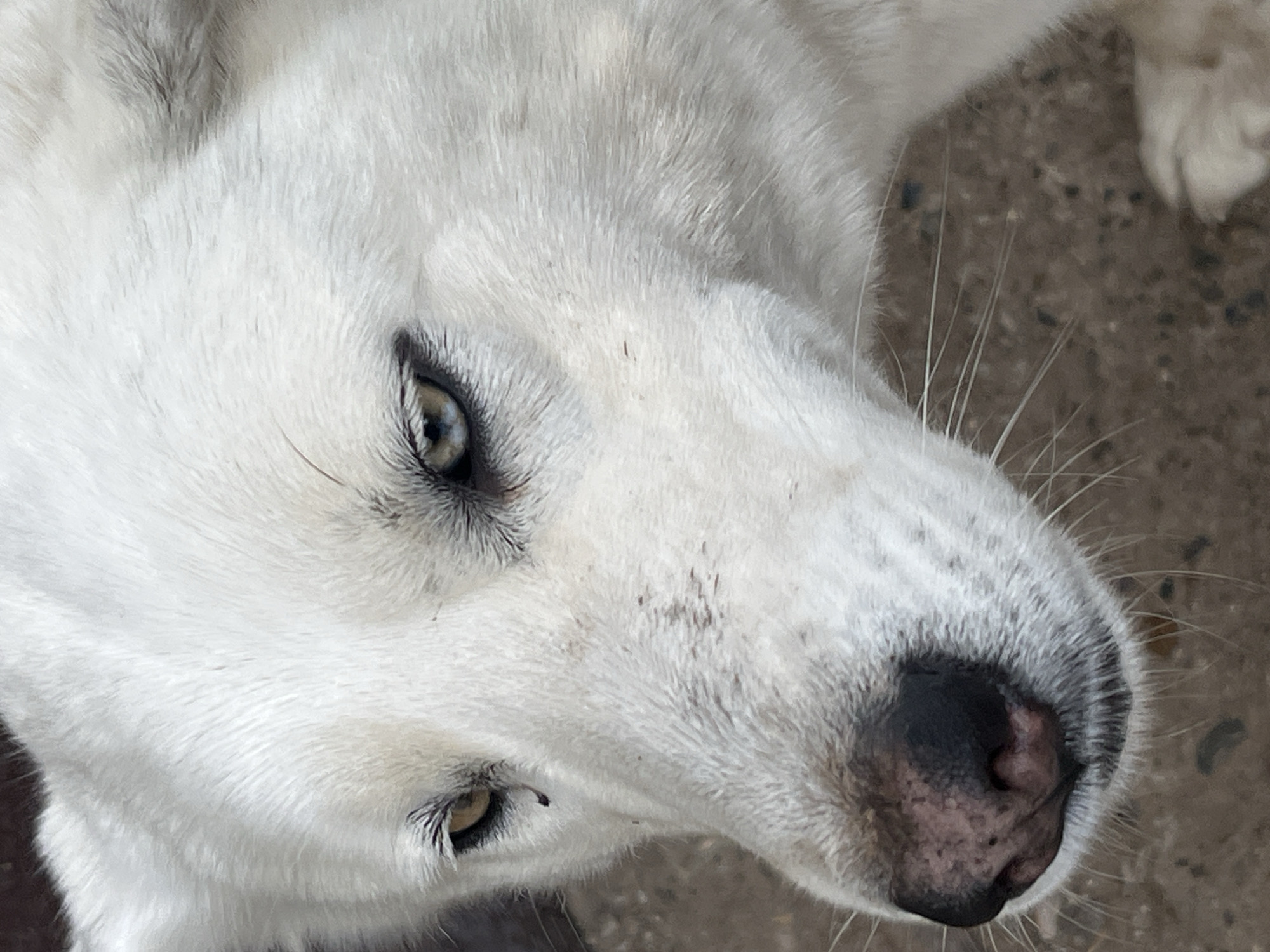 A close-up, high-angle portrait features the head of a white dog, likely a Husky or similar breed, looking upwards towards the viewer. The dog's striking, light-colored eyes, which appear to be a shade of blue or grey-green, are a prominent focal point. Dark eyelashes frame the eyes, and small flecks of dirt are visible on the white fur around the nose and between the eyes. The dog's snout and black nose, which shows some pinkish pigmentation, are also visible, with several long, white whiskers extending outwards. The fur is thick and predominantly white, with subtle grey shading visible in places, particularly around the ears and forehead. The background is blurred and appears to be a textured, grey-brown ground surface, suggesting an outdoor setting. The lighting is natural, indicating the photo was taken during the day. The dog's expression appears calm and observant. There is no visible text in the image. The image is set in Шолья, Russia.