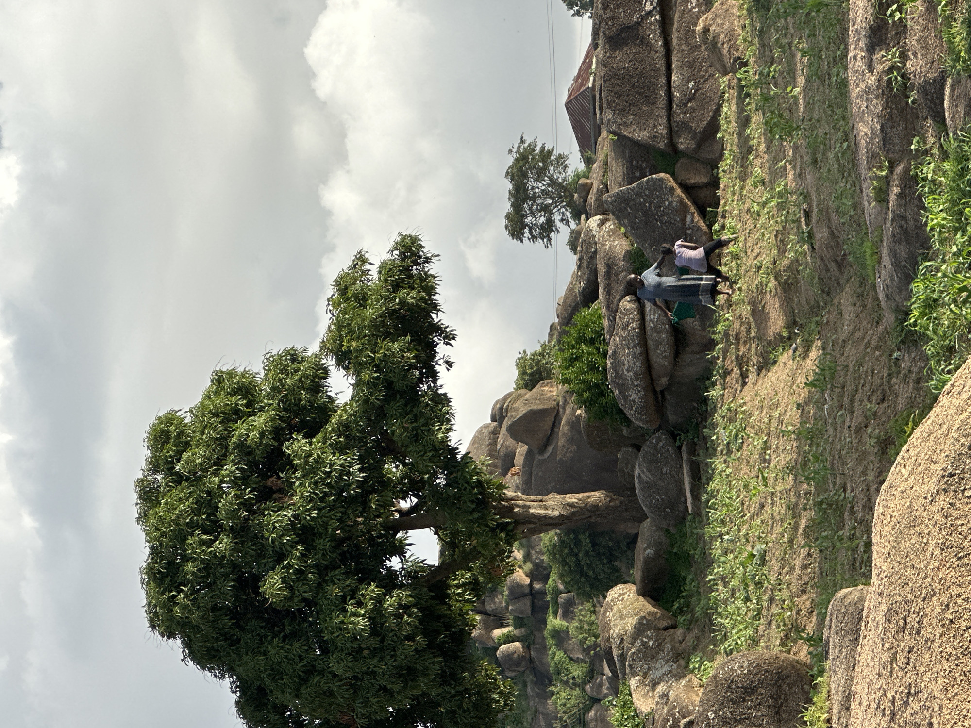 In Jos, Nigeria, the image captures a rugged landscape dominated by large, weathered granite boulders. A large, mature mango tree stands prominently on the left, its dense green foliage creating a significant shadow. Two individuals, an adult and a child, are present in the middle ground. The adult, dressed in a long, patterned dress, holds a green watering can, suggesting an act of tending to the sparse vegetation or crops growing on the uneven, earthy terrain. The child, in a pink shirt and dark pants, stands close by. The ground is covered with dry soil interspersed with patches of green growth, indicating a cultivation effort in a rocky and hilly environment. In the background, more boulders are visible, along with a glimpse of a building with a corrugated iron roof and distant trees under a cloudy sky.