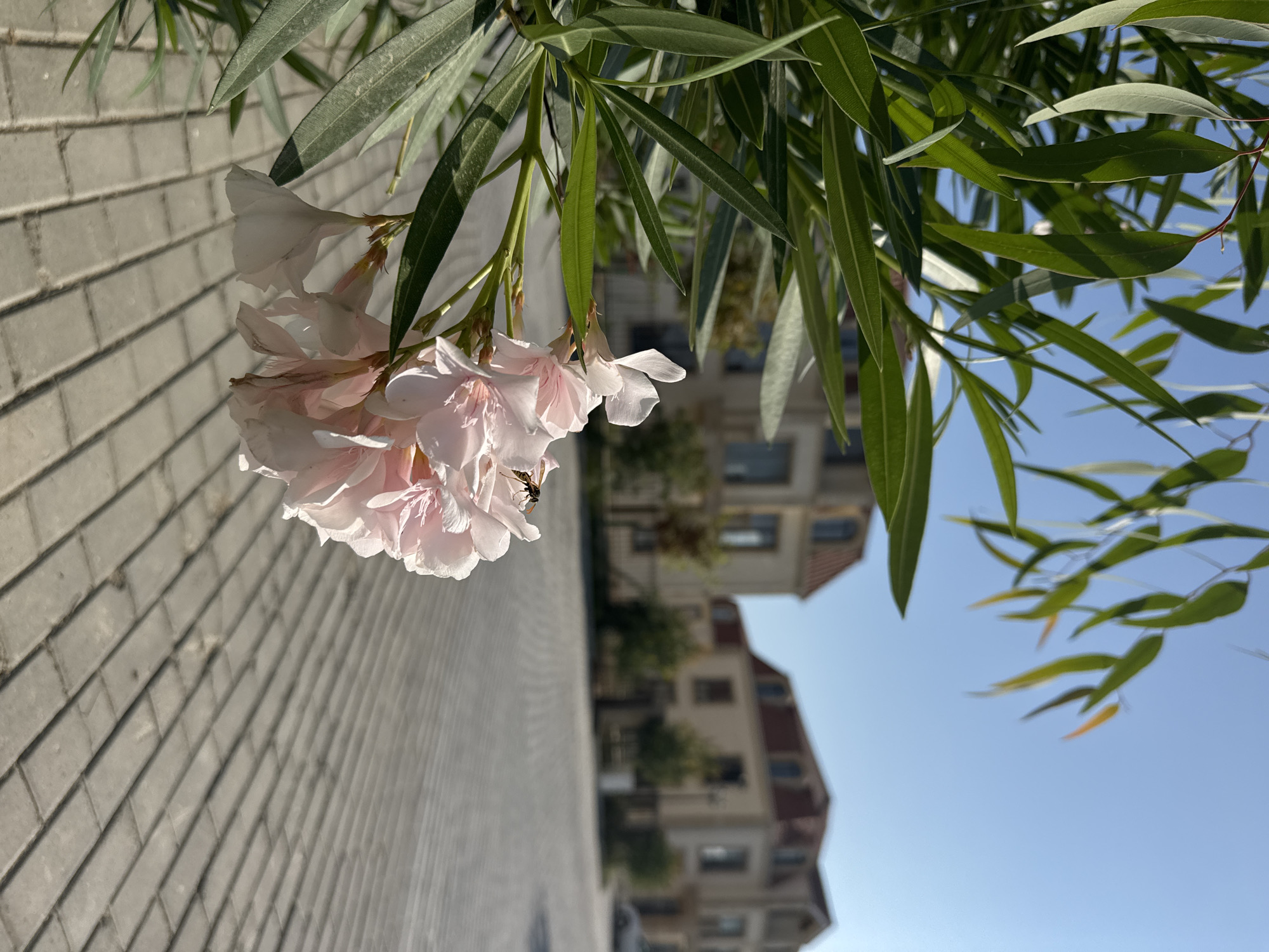 In the foreground, a cluster of pale pink oleander flowers is in bloom, with a bee actively visiting one of the blossoms. The flowers are on a branch with long, slender green leaves, also of an oleander plant. The background features a paved walkway made of light gray rectangular bricks, extending into the distance. Beyond the walkway, two multi-story buildings with red-tiled roofs are visible. The architecture suggests a residential area. The sky is clear and blue. The scene appears to be set in a neighborhood within Sabunchu Raion, Azerbaijan, likely an outdoor common area or street. The lighting indicates it is daytime.