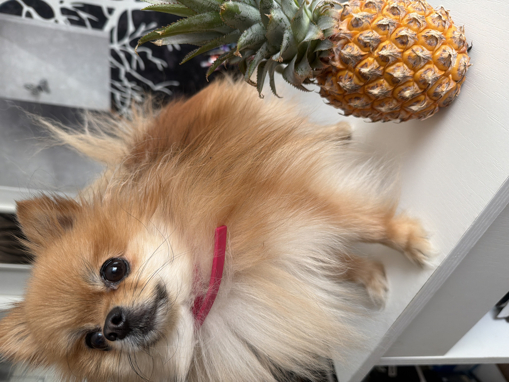 This rotated close-up image features a small, fluffy dog, likely a Pomeranian, with soft light brown and cream-colored fur, resting on a clean white surface. The dog's face is prominent in the lower left, showcasing its large, dark, expressive eyes, a black button nose, and fine whiskers. A thin, bright pink collar is visible around its neck, contrasting with its fur. The dog appears alert and curious, looking directly towards the viewer.
To the upper right of the dog, also situated on the white surface, lies a whole, ripe pineapple. Its textured, golden-yellow skin is detailed with distinct, diamond-shaped segments, and its spiky green crown extends towards the upper left.
The setting is an indoor environment, likely a home, with the dog and pineapple positioned on what appears to be a white table or shelf. The background behind the subjects is dark, featuring a stark white, abstract, and somewhat angular or branch-like pattern, possibly part of a decorative screen or wallpaper. The lighting is soft and even, indicating an indoor scene during daylight hours. No specific activity or event beyond the static arrangement of the subjects is depicted, and there is no visible text in the image. The overall impression is a charming and detailed portrait.