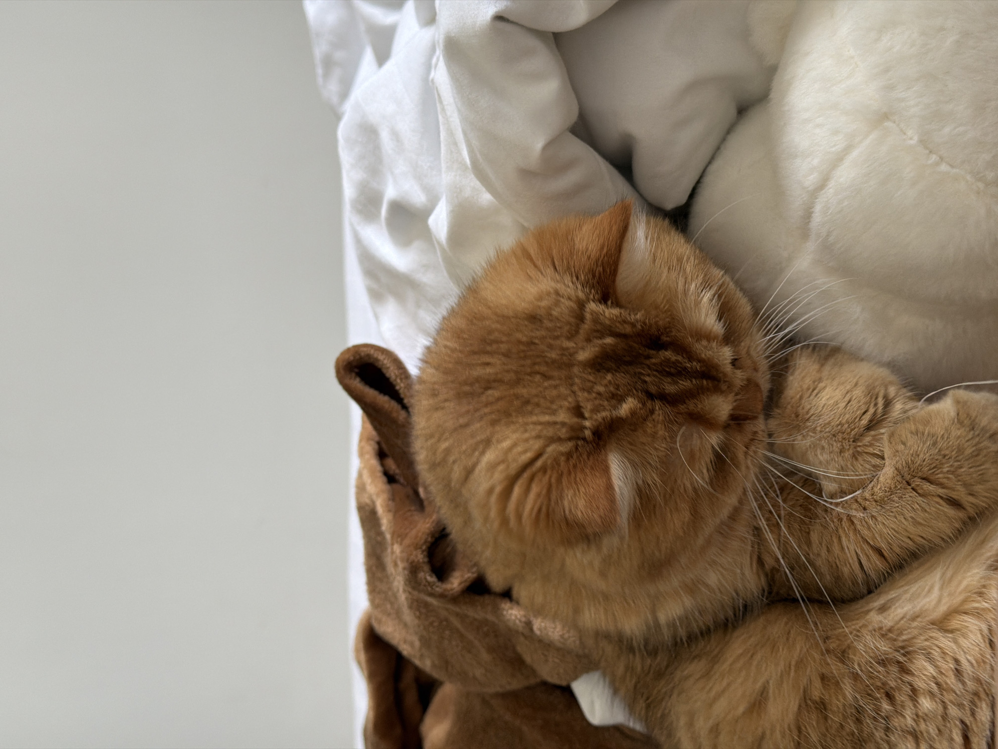 An orange cat is sleeping on a white bed, nestled against a brown stuffed animal with ears. The cat's face is obscured as it is tucked into the stuffed animal and bedding. The scene is indoors, with a plain white wall visible in the background. The lighting suggests it is daytime. There are no people or any indication of the city of Đà Nẵng, Vietnam.