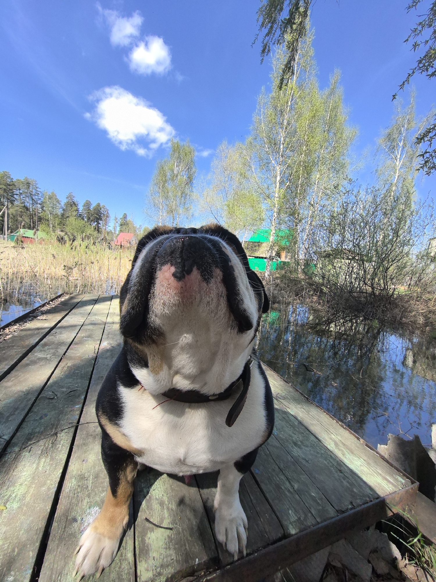 A black, white, and tan bulldog sits on a weathered wooden dock next to a body of water on a sunny day. The dog wears a black collar. In the background, birch trees, vegetation, and partially visible buildings suggest a rural or semi-rural setting. The sky is blue with scattered clouds. A patch of land with reeds is visible on the opposite side of the water. Based on the mention of the city of Noviy, Russia, the setting is likely in or near this location.