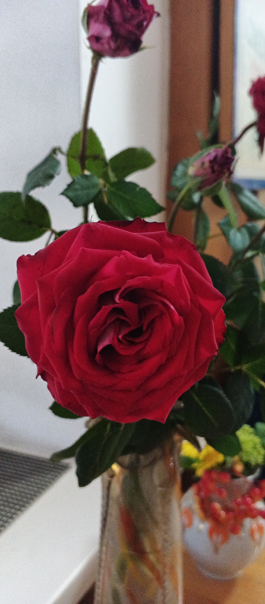 The image displays a close-up of a vibrant red rose in the foreground, its petals unfurling in a spiral pattern. Several green leaves surround the rose, and the stems are visible. In the background, out of focus, are two withered rosebuds, one a deep purple and the other a lighter shade. The environment appears to be indoors, with a neutral-colored wall behind the roses and a glimpse of a wooden surface. A vase, partially visible and decorated with colorful vertical stripes, holds the flowers. To the right of the main vase, another smaller, decorative vase with a white base and orange and white floral patterns is present, containing red berries. There are no people in the image, and no indication of the city of Smila, Ukraine, or any specific location within it. The image is a still life focusing on floral elements.