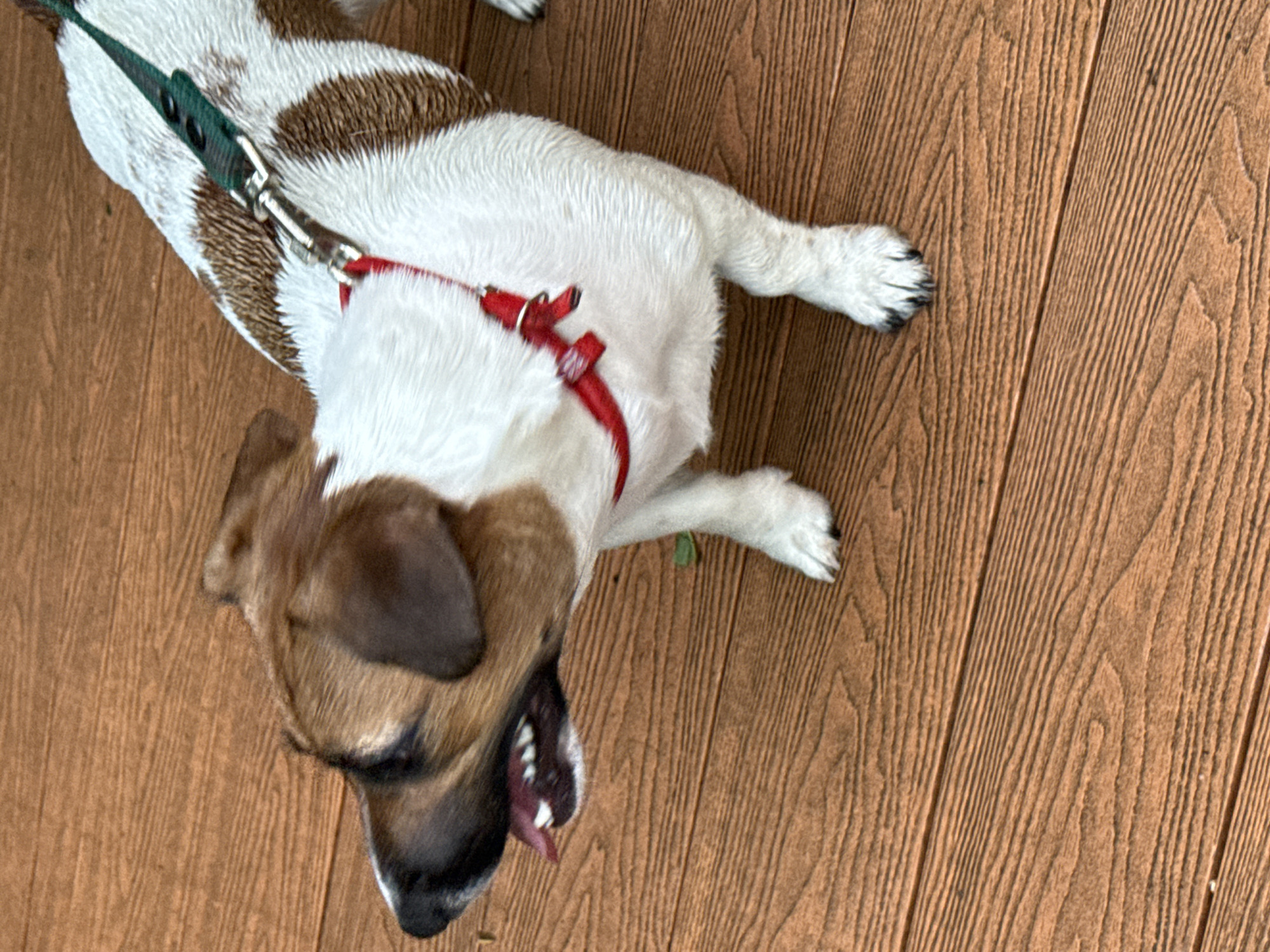 A medium shot captures a Jack Russell Terrier mix dog standing on a wooden deck. The dog is white with brown markings on its head and back, and it is wearing a red harness and a green leash. Its mouth is open, with its tongue and teeth visible. The wooden deck has a prominent grain pattern and appears to be outdoors. No specific location in Moscow, Russia is identifiable from the image.