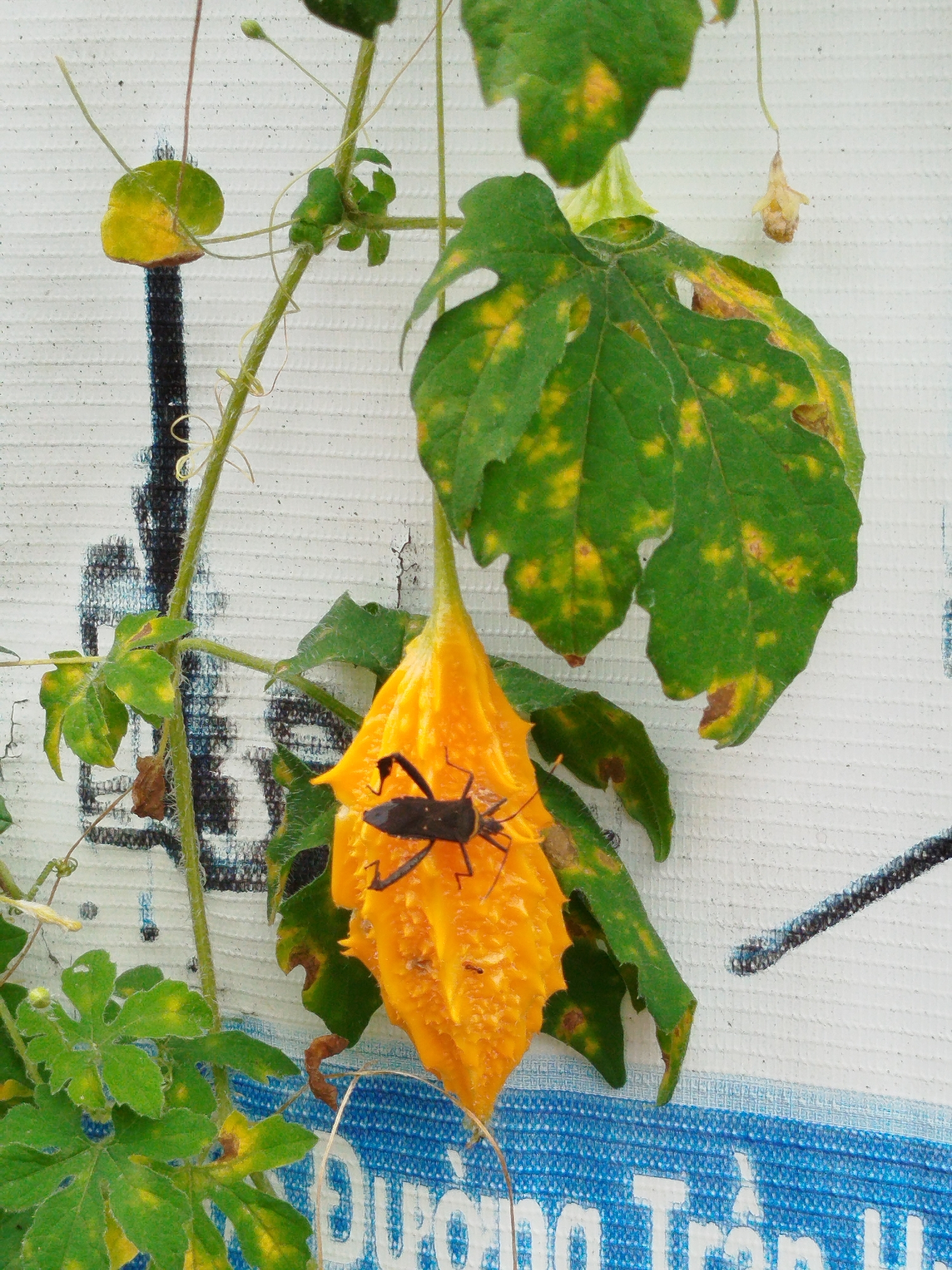 A large, spiky, yellow bitter melon fruit hangs from a vine, with a black insect perched on its surface. The fruit is slightly open, revealing its interior. Surrounding the fruit are green leaves, some of which show yellowing spots, indicating potential disease or nutrient deficiency. The vine and foliage are set against a white, textured background that appears to be a tarp or similar material with some black and blue writing on it. The setting is outdoors, likely in a garden or agricultural area, and given the presence of the writing in Vietnamese, it is reasonable to assume the location is Trường An, Vietnam. There are no people visible in the image. The lighting suggests it is daytime.