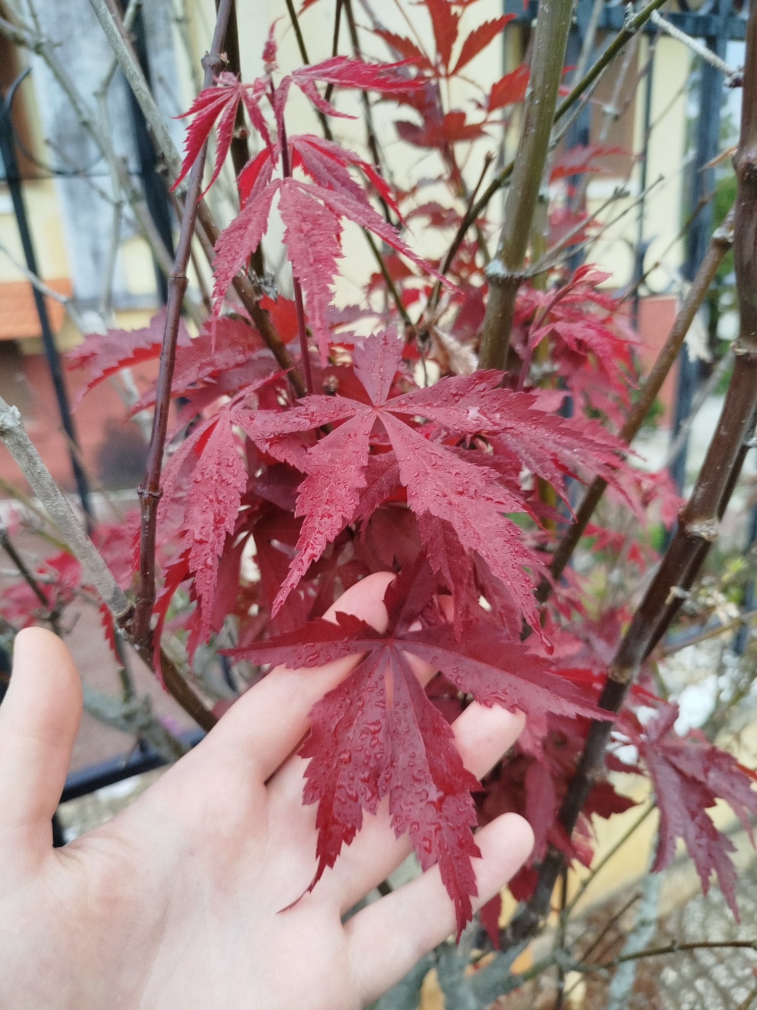 A close-up shot shows a person's hand holding a red Japanese maple leaf. The leaves are covered in water droplets, suggesting it has recently rained. The tree has several thin, brown branches visible in the background. A dark-colored metal fence is partially visible behind the branches, with hints of buildings and foliage in the distance. Based on the provided context of Da Lat, Vietnam, the setting is likely an urban garden or public park within the city.