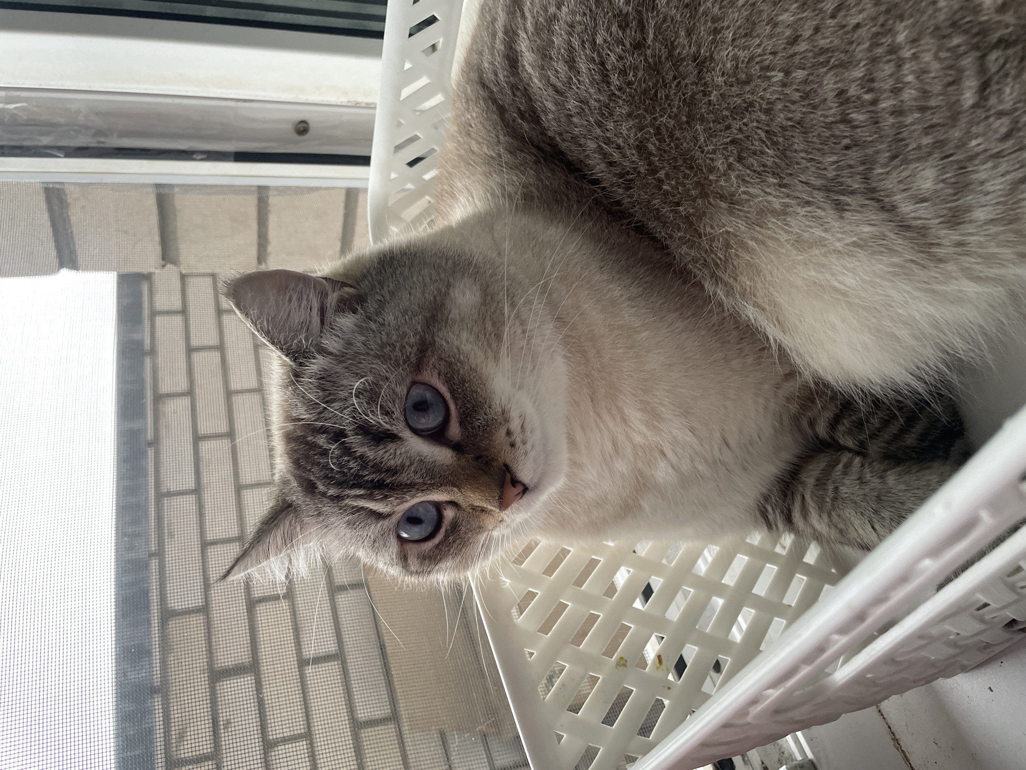 A close-up, low-angle shot shows a cat lying in a white plastic basket. The cat has light gray and white fur with darker tabby markings on its face and paws. Its large, bright blue eyes are a prominent feature, looking directly at the camera. The cat's ears are pointed, and its whiskers are visible. The basket appears to be made of woven plastic, with a checkered pattern.
In the background, a window with a screen is visible, showing a muted outdoor scene. The light suggests it is daytime, and the weather appears to be overcast or hazy, as indicated by the diffused light and the lack of harsh shadows. The background outside the window shows a brick-like pattern, possibly indicating an urban or suburban setting. The overall scene has a relaxed and domestic feel, with the cat appearing calm and comfortable in its surroundings. The camera angle gives a unique perspective, as if the viewer is looking up at the cat from below.