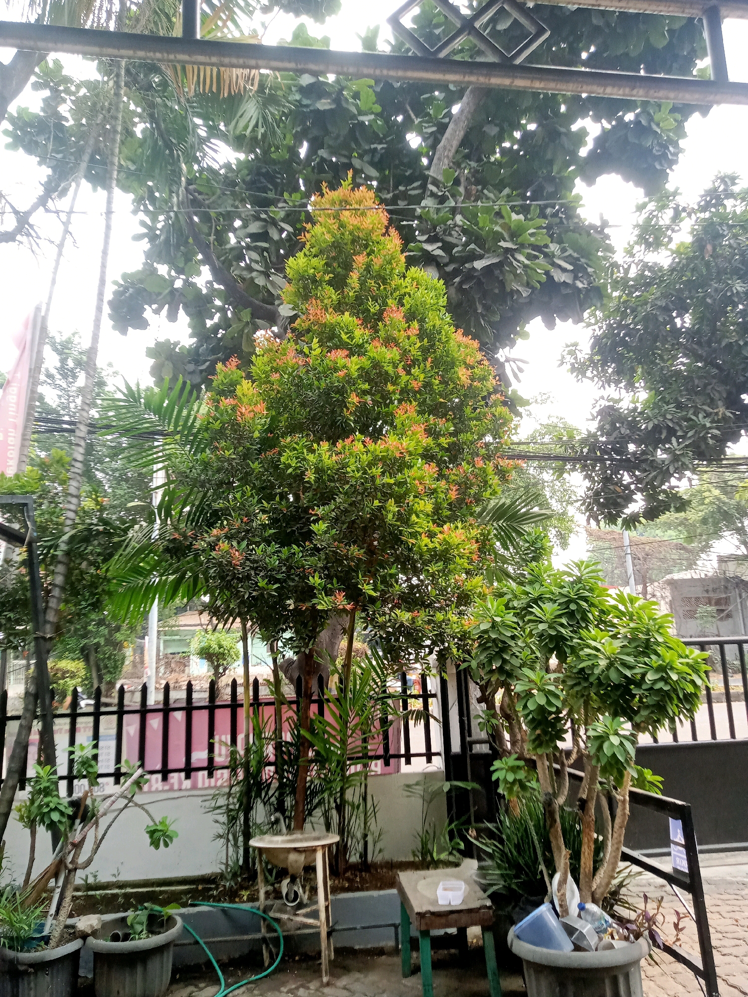 The image captures an outdoor scene with dense foliage and urban elements in Bekasi, Indonesia. In the foreground, several potted plants are visible, including a large grey pot on the right containing a tree with multiple woody stems and lush green leaves, along with other smaller plants and some scattered debris. To the left, two more grey pots hold plants, with a green hose coiled near the ground. A metal table with a white basin is situated between these pots and the larger tree.
Behind the plants, a black metal fence runs horizontally across the mid-ground, with a pink and white patterned background visible through its bars. Beyond the fence, buildings and trees suggest a residential or commercial area. The upper part of the image is dominated by the canopies of large trees, their branches intermingling with power lines. The overall lighting indicates it is daytime, likely overcast. The vegetation suggests a tropical or subtropical climate.