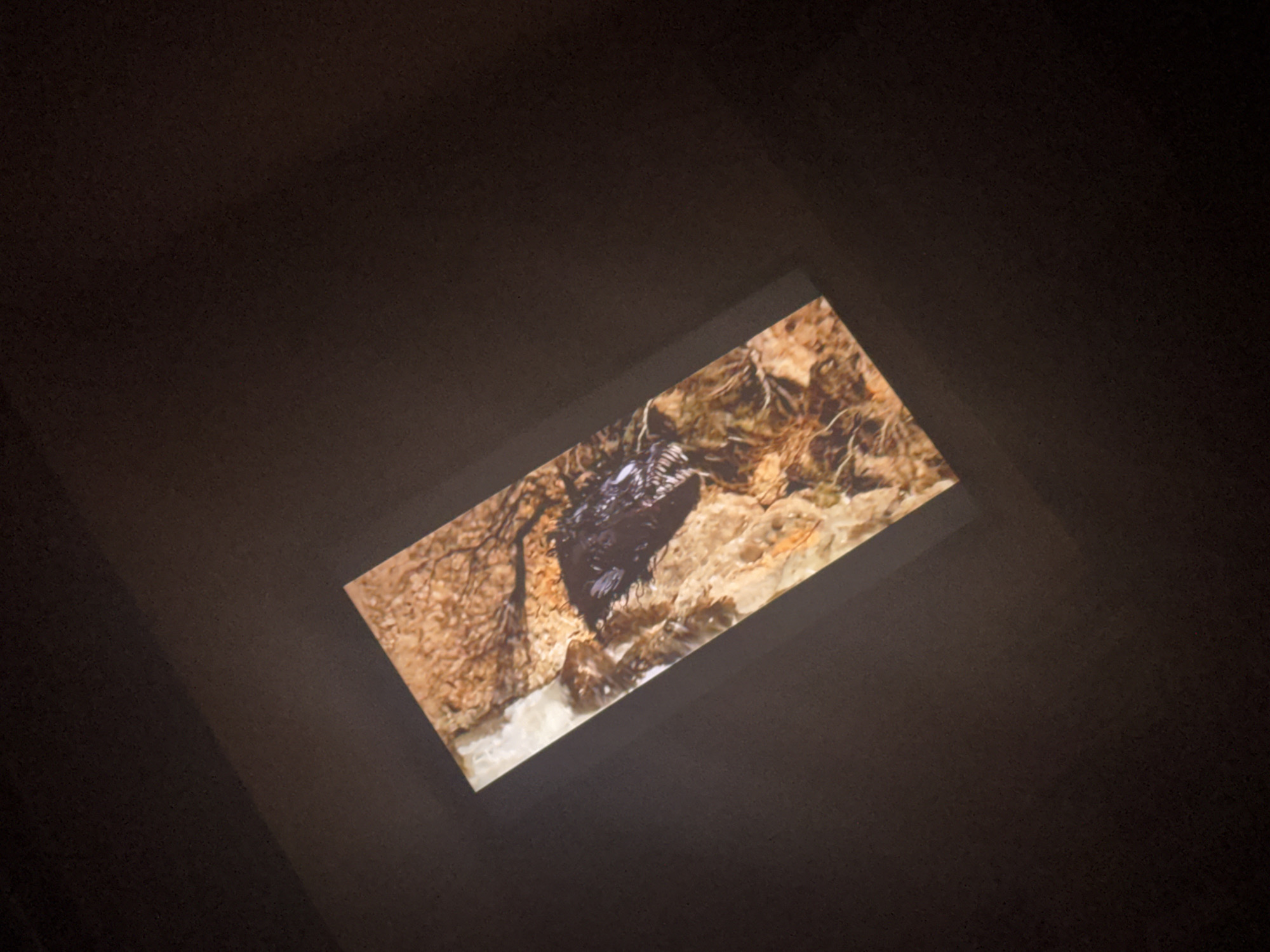 The image shows a screen displaying a close-up of a possible animal, black in color, situated in a rocky, earthy environment. The image is presented at an angle within a darkened surrounding area. There is no clear indication of Godlevo, Bulgaria from the context of the image itself.