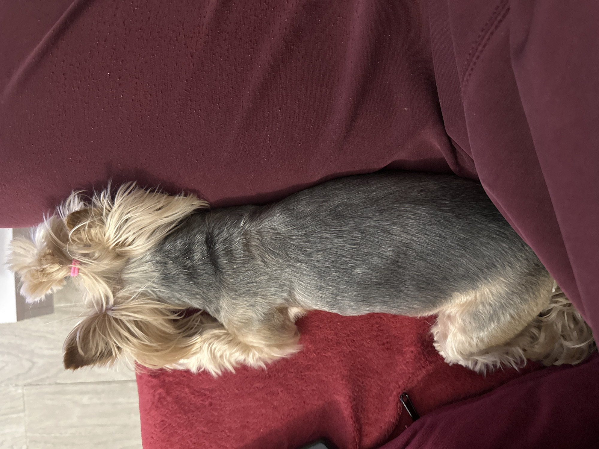 A Yorkshire Terrier is resting on a red garment. The dog has a gray body with tan legs and face, and its hair is styled in pigtails with pink rubber bands. The garment is on a burgundy colored surface. The scene appears to be indoors, but the exact location within Sofia, Bulgaria, cannot be determined from the image.