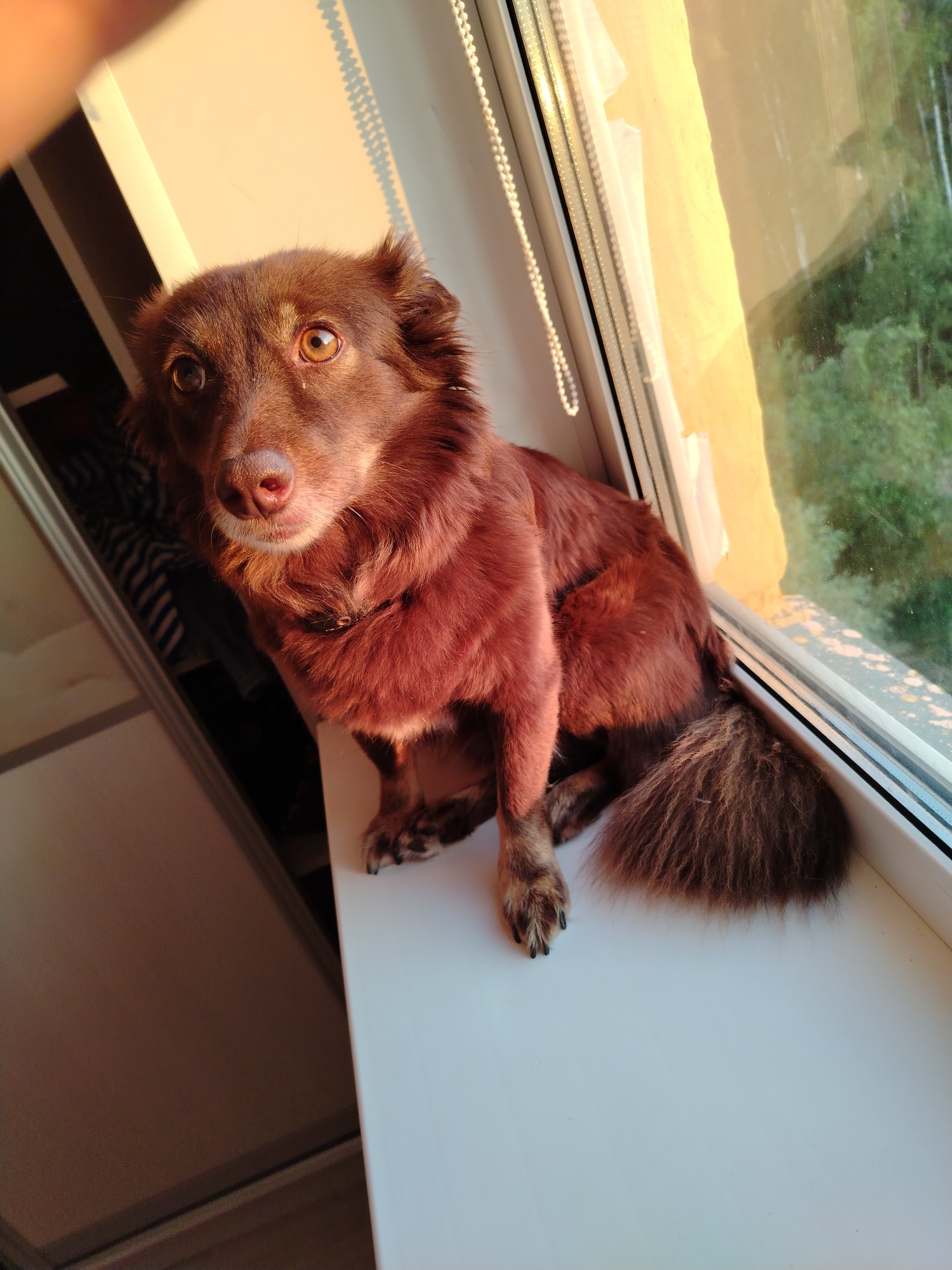 A medium-sized dog with long, shaggy, dark reddish-brown fur sits attentively on a white windowsill, gazing directly at the camera. Its eyes are a striking amber-brown, reflecting the bright, warm light. The dog's left front paw, with visible dark claws, rests on the sill.
The setting is indoors, characterized by a modern white window frame and a beaded pull cord for a blind or curtain. Bright, golden sunlight streams through the window, casting long shadows and bathing the dog and parts of the interior in a warm glow, strongly indicating either late afternoon or early morning (golden hour). Outside the window, lush green trees and foliage are visible, suggesting a natural or suburban environment. To the left of the dog, a portion of a white furniture piece, possibly a wardrobe or cupboard, is discernible. The dog's expression appears curious and alert. There is no visible text in the image. The scene is set in Noviy, Russia.