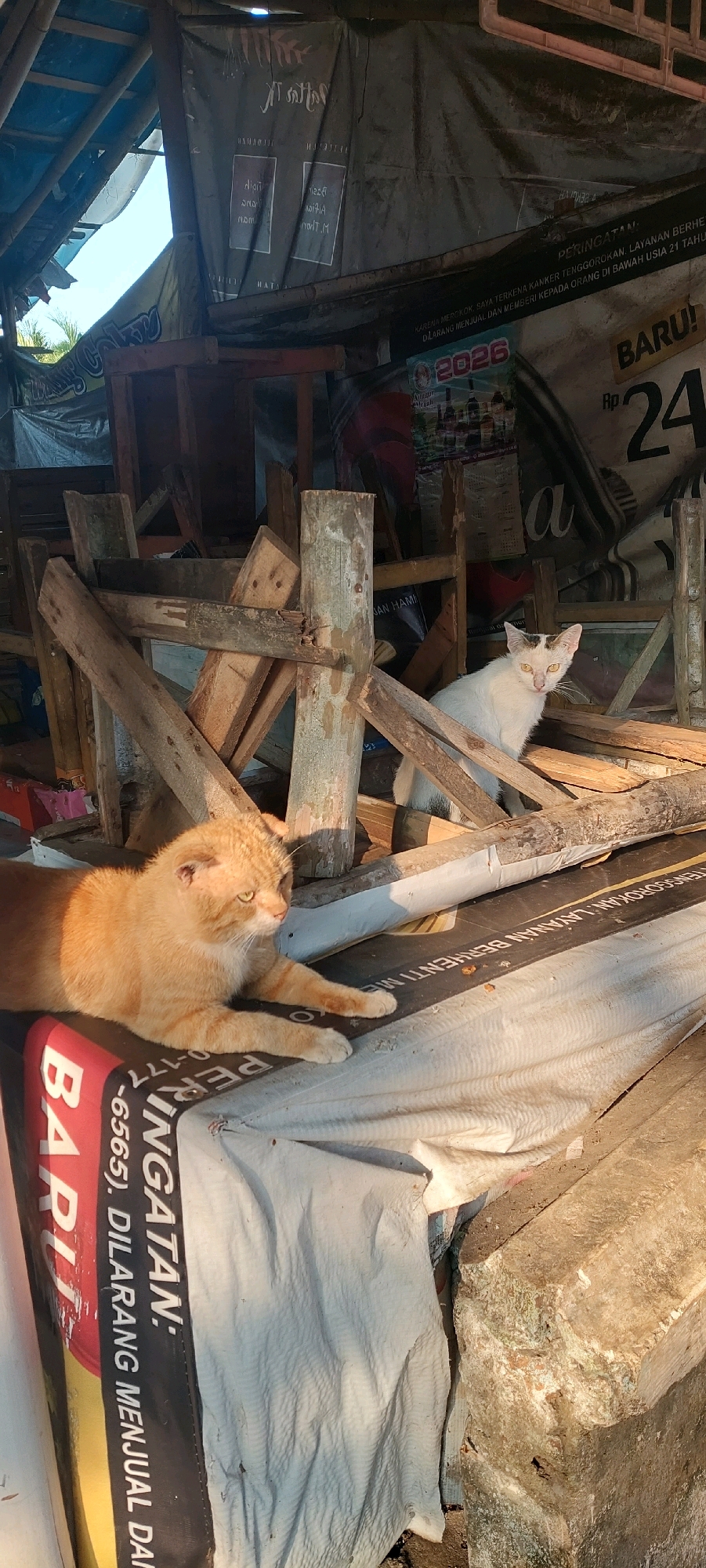 The image captures a rustic outdoor scene, possibly a storage area or makeshift shelter, in Lumajang, Indonesia. Two cats are the central subjects. An orange tabby cat is lying down in the foreground, its body angled to the left, with its paws extended. To the right and further back, a white cat with black markings on its head is sitting upright, looking towards the viewer.
The environment is characterized by scattered wooden planks and beams, suggesting construction or disarray. Several tarps or large sheets of fabric are draped in the background and foreground, some bearing text and graphics. One tarp in the foreground, partially covered by the orange cat, displays the word "BARU!" (meaning "New!" in Indonesian) in large red and yellow letters, along with vertical text in black. Another tarp in the background has posters with Indonesian text and a calendar-like element for the year 2026. The overall lighting indicates it is daytime, with sunlight casting shadows and highlighting textures. The scene appears to be situated in a somewhat neglected or utilitarian space within Lumajang.