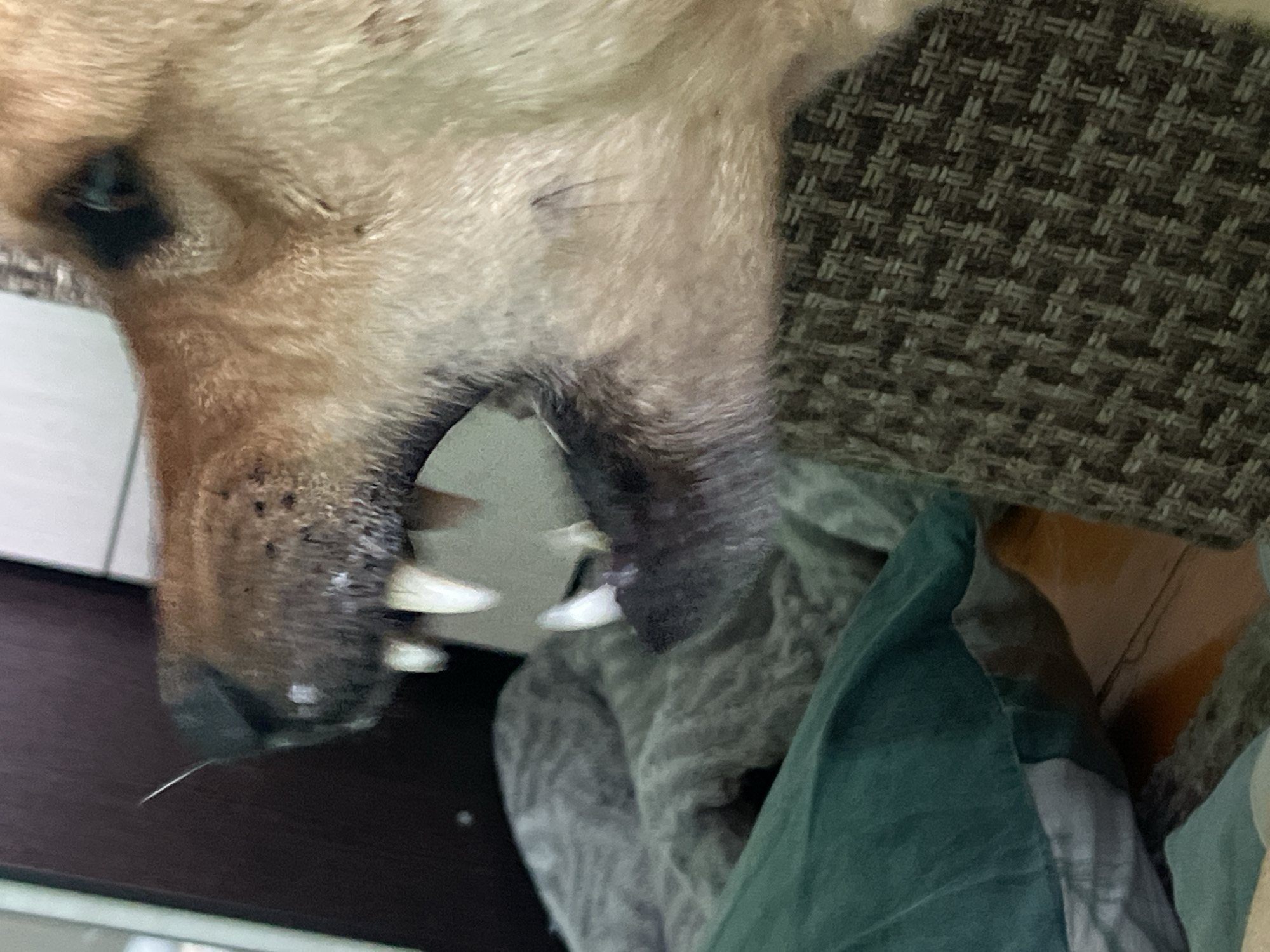 A tan and brown dog with sharp teeth is depicted in an indoor setting. The dog's head occupies a large portion of the image, displaying one eye, a dark nose, and prominent canine teeth. The dog is resting against what appears to be a textured couch or chair with a dark brown and beige fabric pattern. A green and gray soft item, possibly a blanket or cushion, is near the dog's mouth. The background includes hints of a light-colored wall or furniture. The city of Nizhny Tagil, Russia is not discernible in the image.