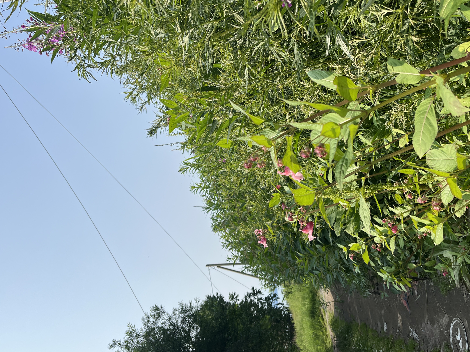 A narrow dirt path curves through a vibrant green landscape under a clear blue sky. On the right side of the path, dense vegetation is dominated by tall plants with large green leaves and clusters of delicate pink flowers. Further back, taller plants with purple flowers are visible. On the left side of the path, a dark green, leafy tree stands prominently. In the background, a wooden utility pole with wires stretches across the scene. The ground along the path appears somewhat worn and uneven, with some scattered debris. The scene suggests a natural setting on the outskirts of Petropavlovsk-Kamchatsky, Russia, possibly a trail through undeveloped land.