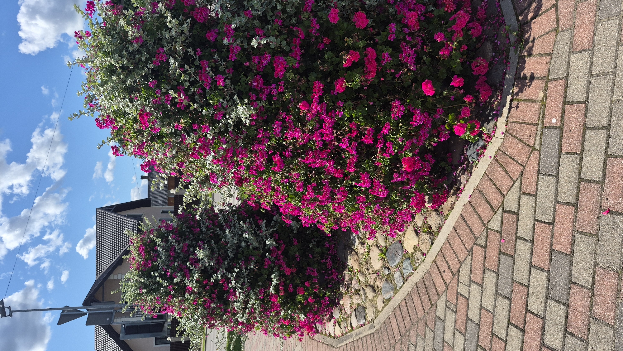 The image shows two large, cone-shaped bushes with vibrant pink flowers and variegated green and white leaves, situated on a street in Krāslava, Latvia. The bushes are planted in a decorative garden bed filled with rounded stones. They are bordered by a curved walkway made of red and grey bricks. In the background, houses with dark roofs and a street light are visible under a bright blue sky with scattered white clouds. No people are present in the scene.