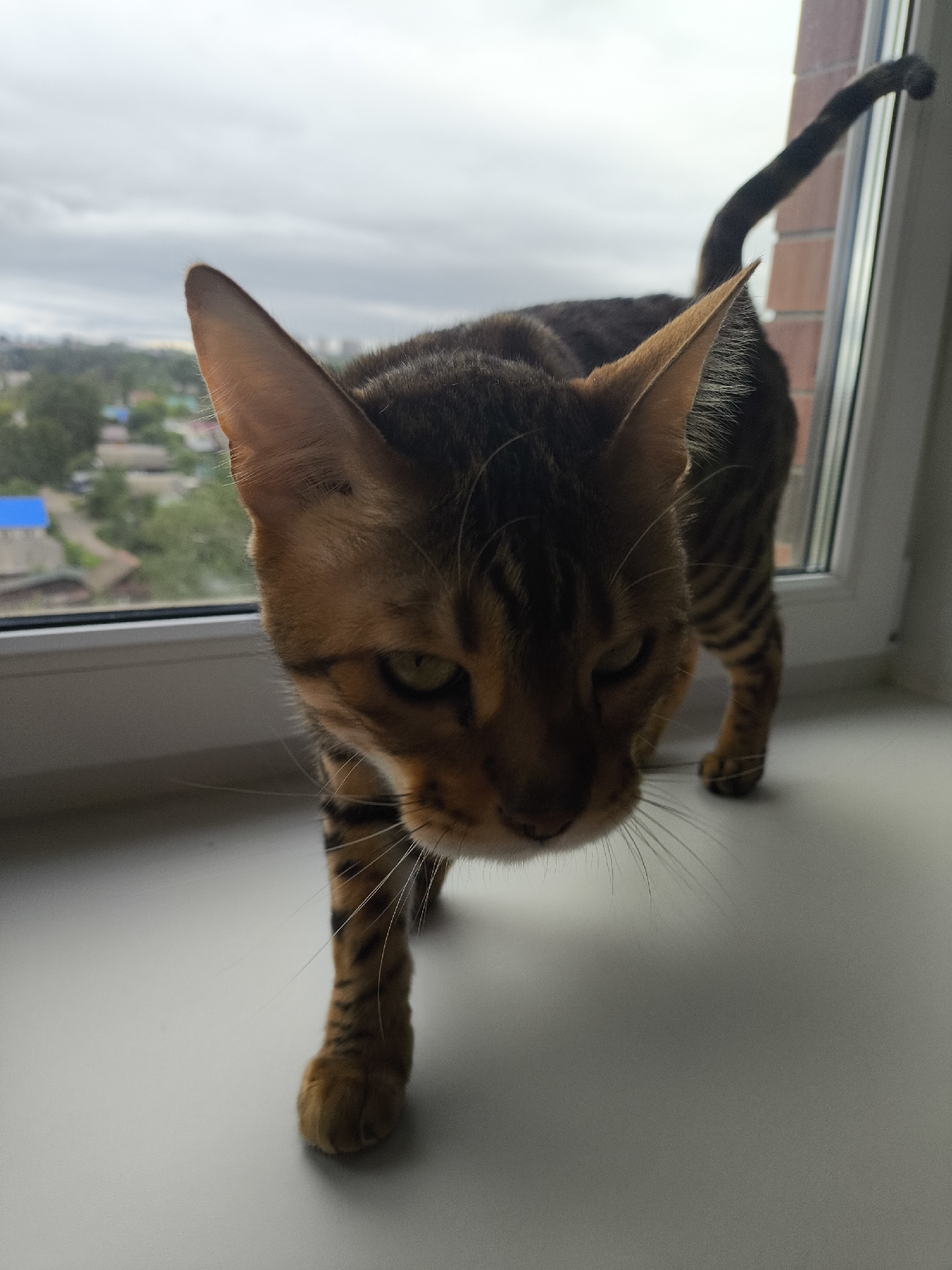 A Bengal cat with distinctive brown and black spotted and striped fur is captured in a low-angle, head-on view, positioned on a white windowsill. The cat's head is slightly lowered, with its green eyes partially visible and numerous white whiskers extending outwards. Its prominent, pointed ears are erect. The cat's body displays the patterned fur, and its striped tail is seen arching upwards along the right edge of the image, against a white window frame. Through the window, an exterior view reveals an overcast sky with grey clouds, above a distant landscape of green foliage and scattered buildings, including one with a visible blue roof. To the right of the window, a segment of a red brick exterior wall is discernible. The lighting is natural and diffused, emanating from the window. The scene is located in the city of Unknown, Unknown.