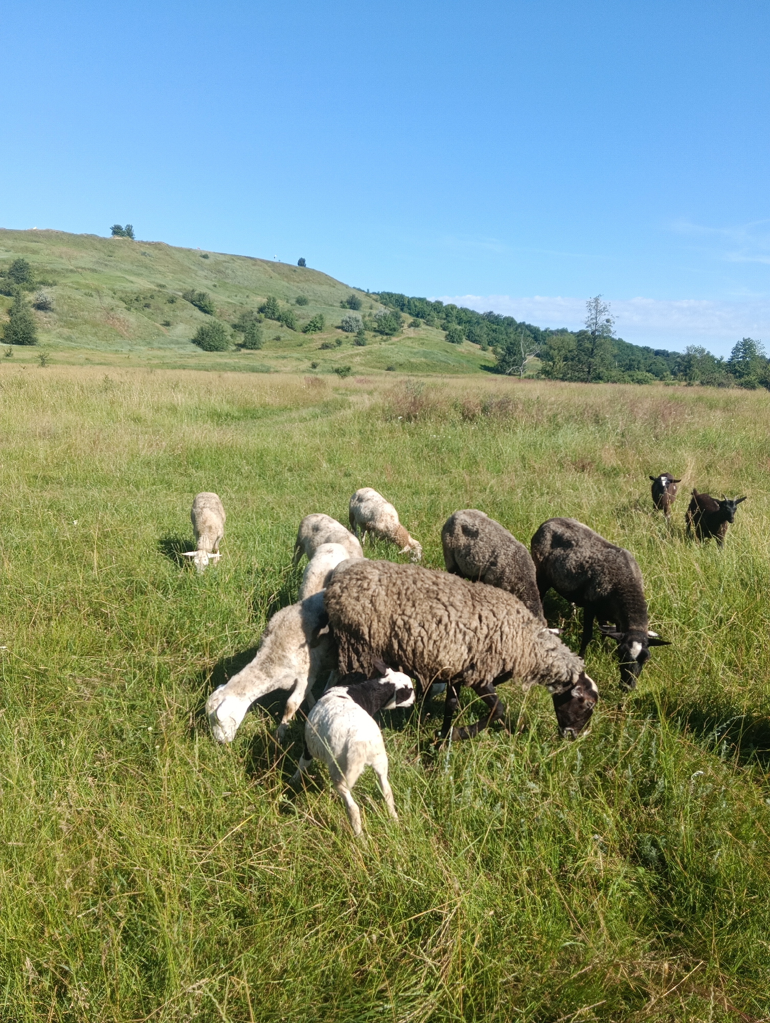 A flock of sheep and goats graze in a sunlit grassy field. In the foreground, several sheep are visible, with one larger sheep with a light brown fleece eating grass. Other sheep, some lighter colored and some darker, are clustered around. Two small dark goats are also present in the middle ground. The field is covered in tall green grass and wildflowers. In the background, a rolling green hillside is dotted with trees and vegetation. The sky above is a clear, bright blue. The scene is peaceful and idyllic, depicting animals in their natural habitat.