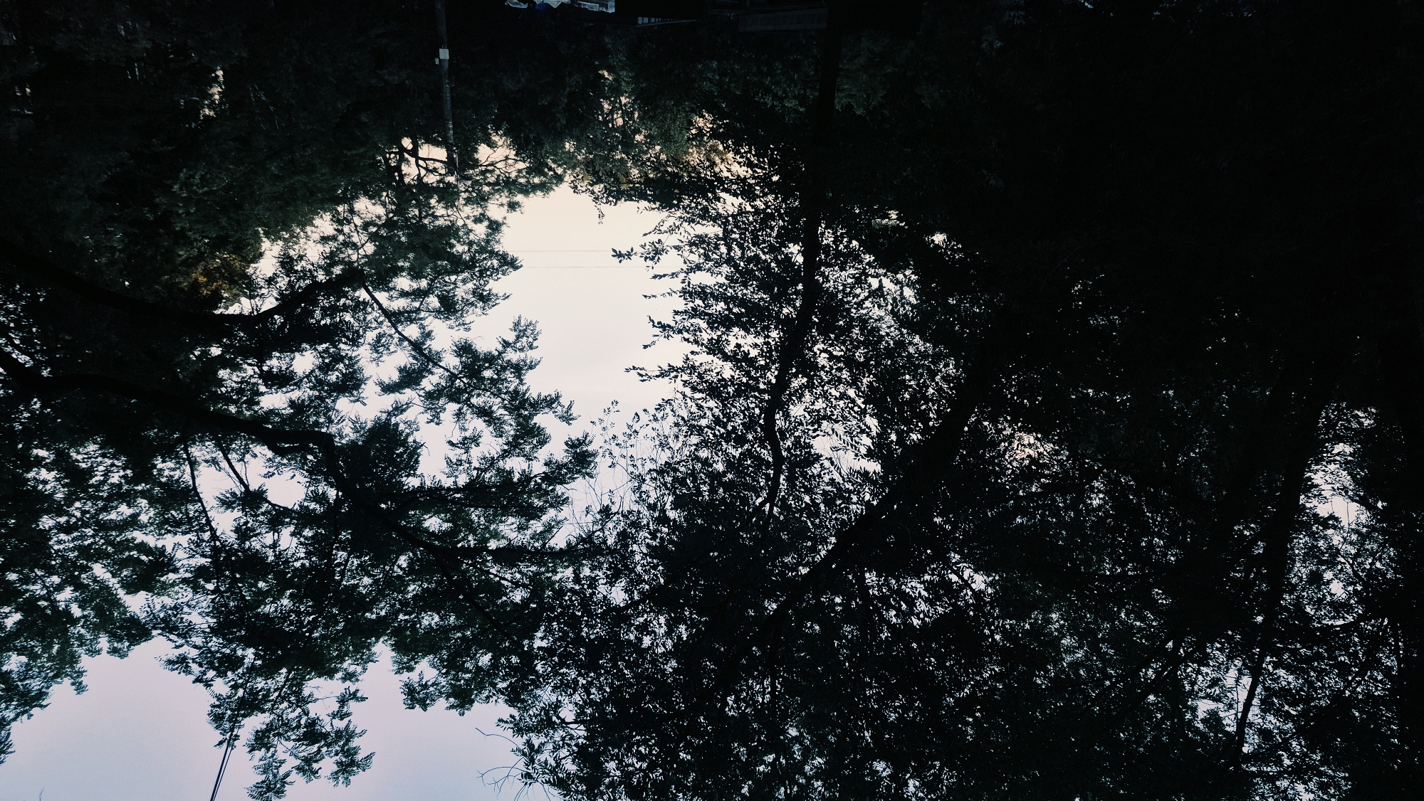 The image depicts a silhouetted view of trees against a pale, twilight sky. The foliage is dense and dark, obscuring much of the background. In the middle ground, a line of trees runs horizontally, with some appearing taller and more prominent than others. The overall impression is one of a natural setting, possibly a park or a residential area with mature trees, at the end of the day. The specific location in Chișinău, Moldova, is not discernible from the visual information provided. There are no people, animals, or specific man-made structures clearly visible that would indicate a precise urban locale. A utility pole is faintly visible on the right side of the frame. The lighting suggests it is either dawn or dusk.