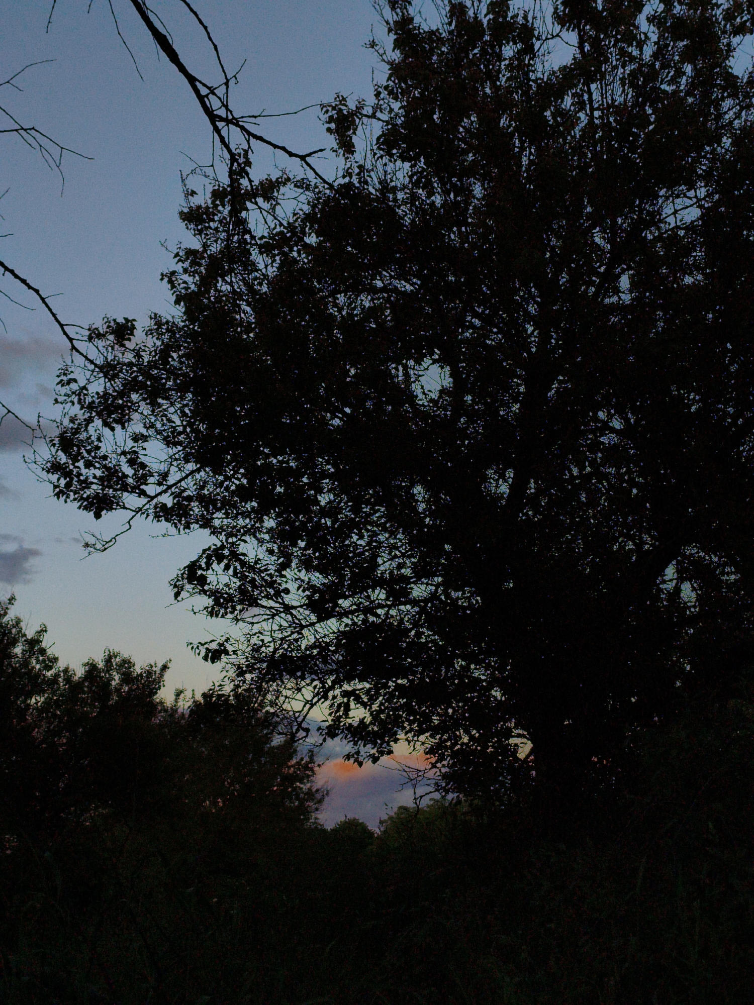 The image depicts a silhouetted tree and other vegetation against a twilight sky. The sky transitions from blue to orange on the horizon. The scene appears to be taken in a rural setting, possibly near Ustyvytsia, Ukraine, given the prompt's specification, but without additional identifying features or landmarks, this location cannot be confirmed. There are no discernible people or actions visible in the scene.