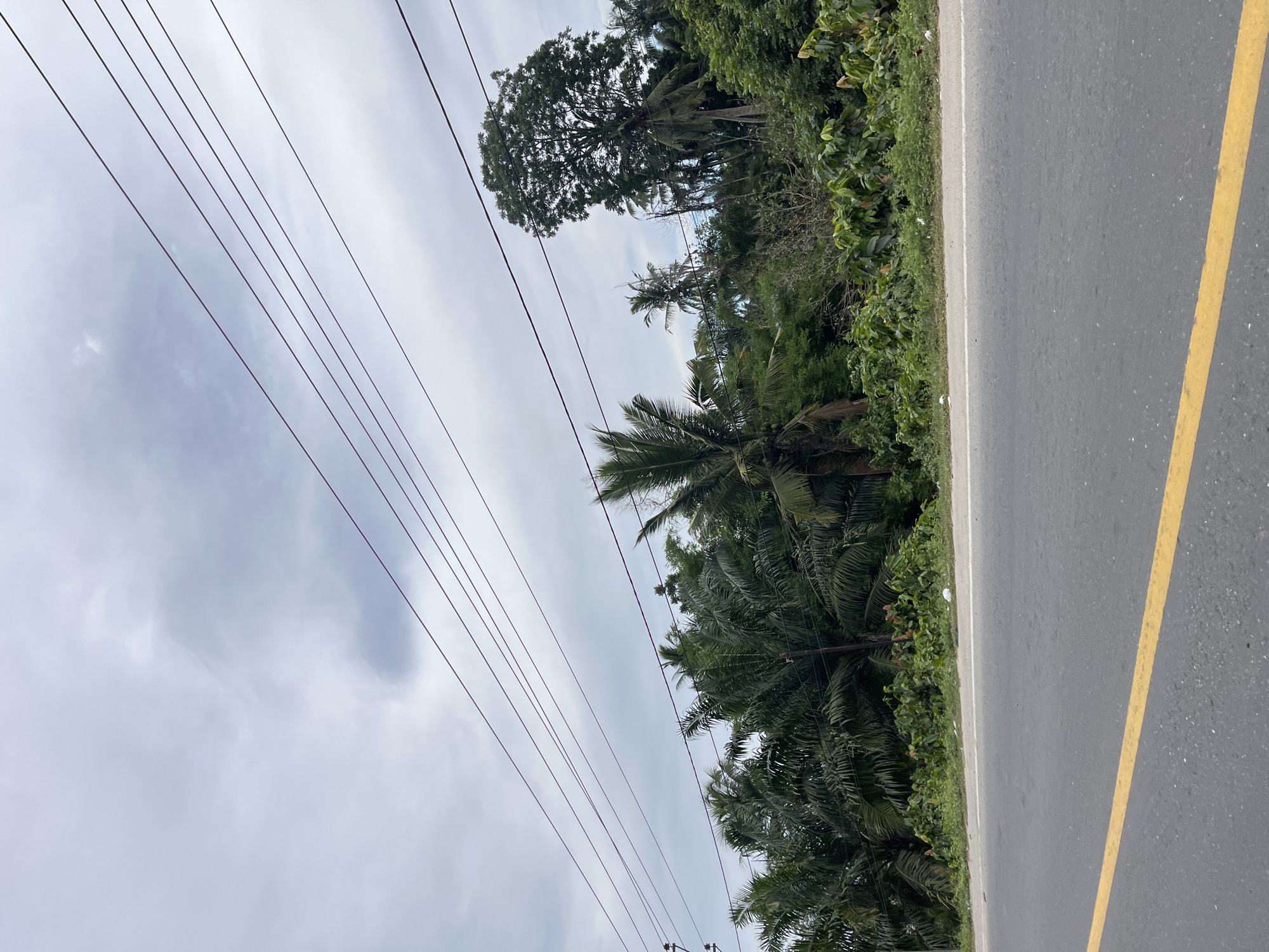 The image depicts a roadside view in Seunebobaru, Indonesia. A paved road with a yellow dividing line runs horizontally across the lower portion of the frame. Beyond the road, a dense line of tropical vegetation, primarily palm trees and other lush greenery, forms a natural barrier. The sky above is overcast with a muted grey tone, and several power lines are strung across the upper part of the image, stretching diagonally from left to right. There are no people visible in the scene, and the environment appears to be a rural or semi-rural area within Seunebobaru.
