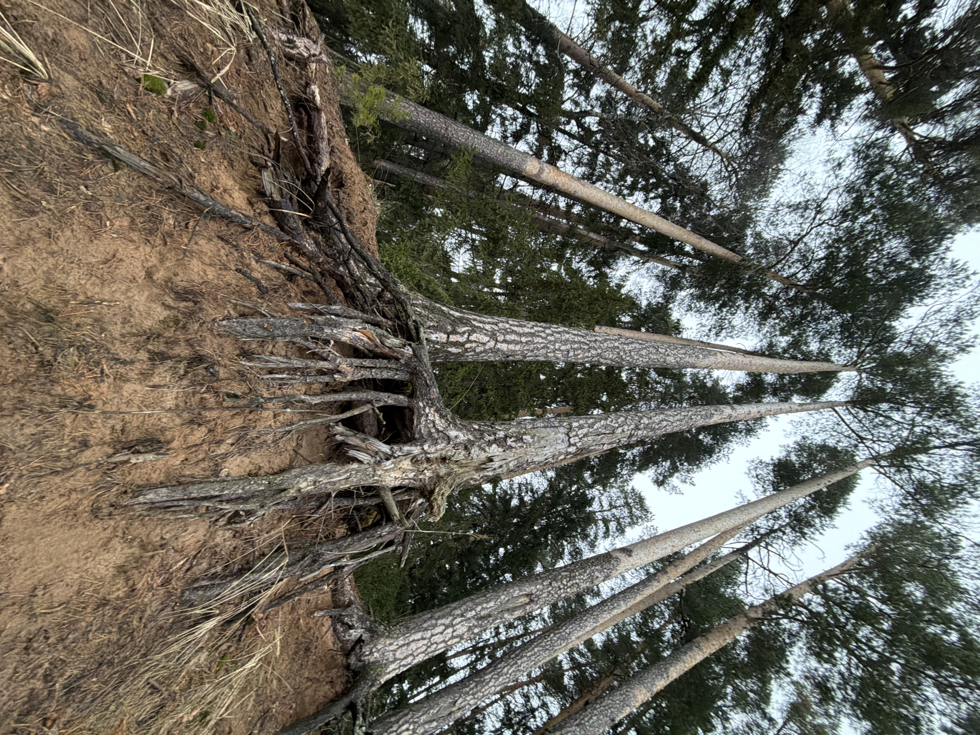 The image depicts a landscape, likely a forest edge or a wooded embankment. A sandy or earthen cliff is on the left side of the image, with exposed tree roots protruding from the soil. Several tall trees, with light-colored bark and coniferous foliage, are leaning towards the right of the image. The view is angled upwards, looking into the canopy of the trees. The sky is visible through the branches, appearing overcast or pale. The image appears to have been taken in Chaikovsky, Russia.