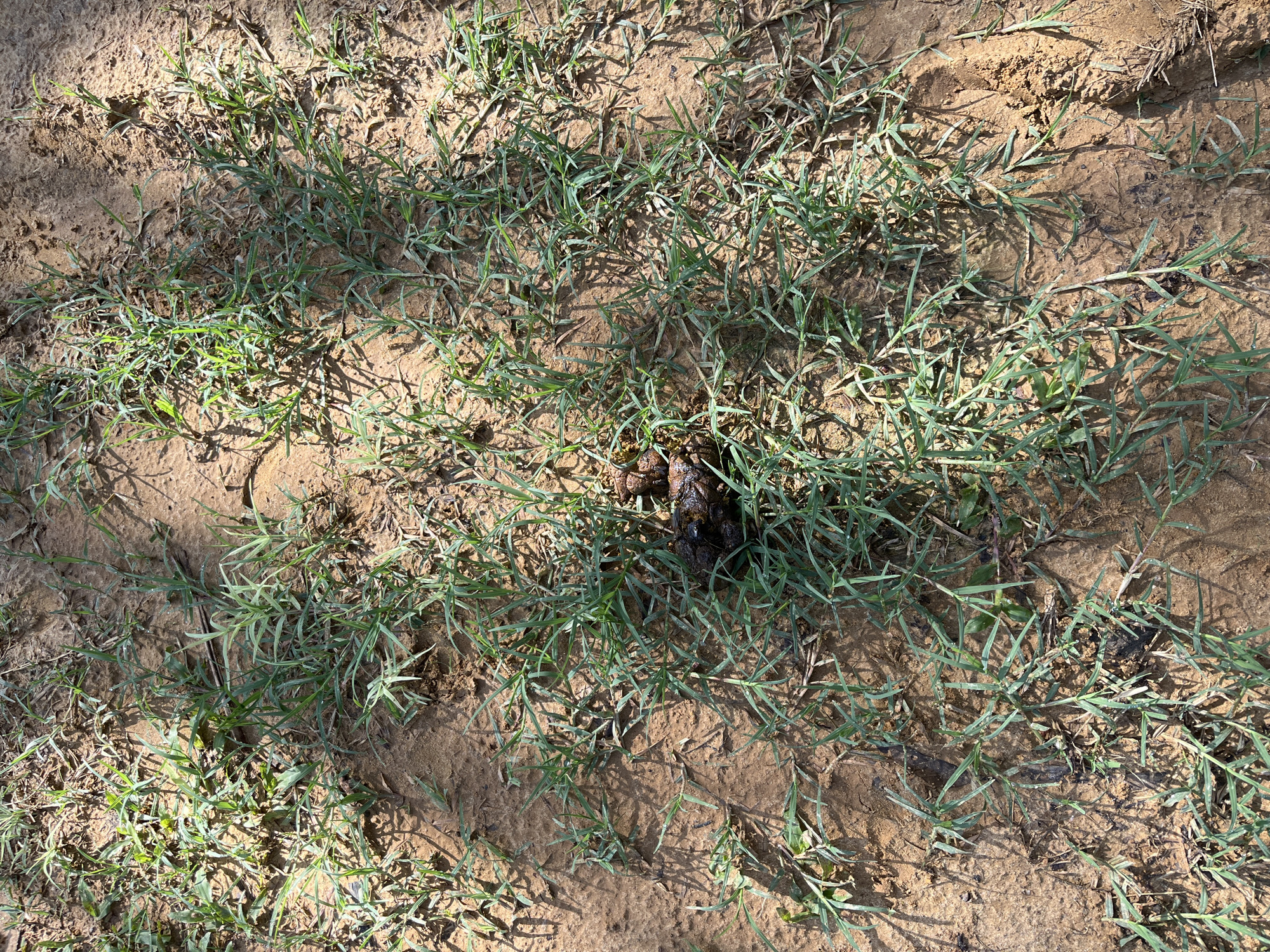 A pile of dog feces lies on the ground, surrounded by sparse green grass and dry soil. The scene appears to be outdoors, possibly in a park or yard, with shadows cast by sunlight. There are no people or any other discernible objects present in the image, besides the natural elements of grass, soil, and the feces. The location is identified as Sukajadi, Indonesia.