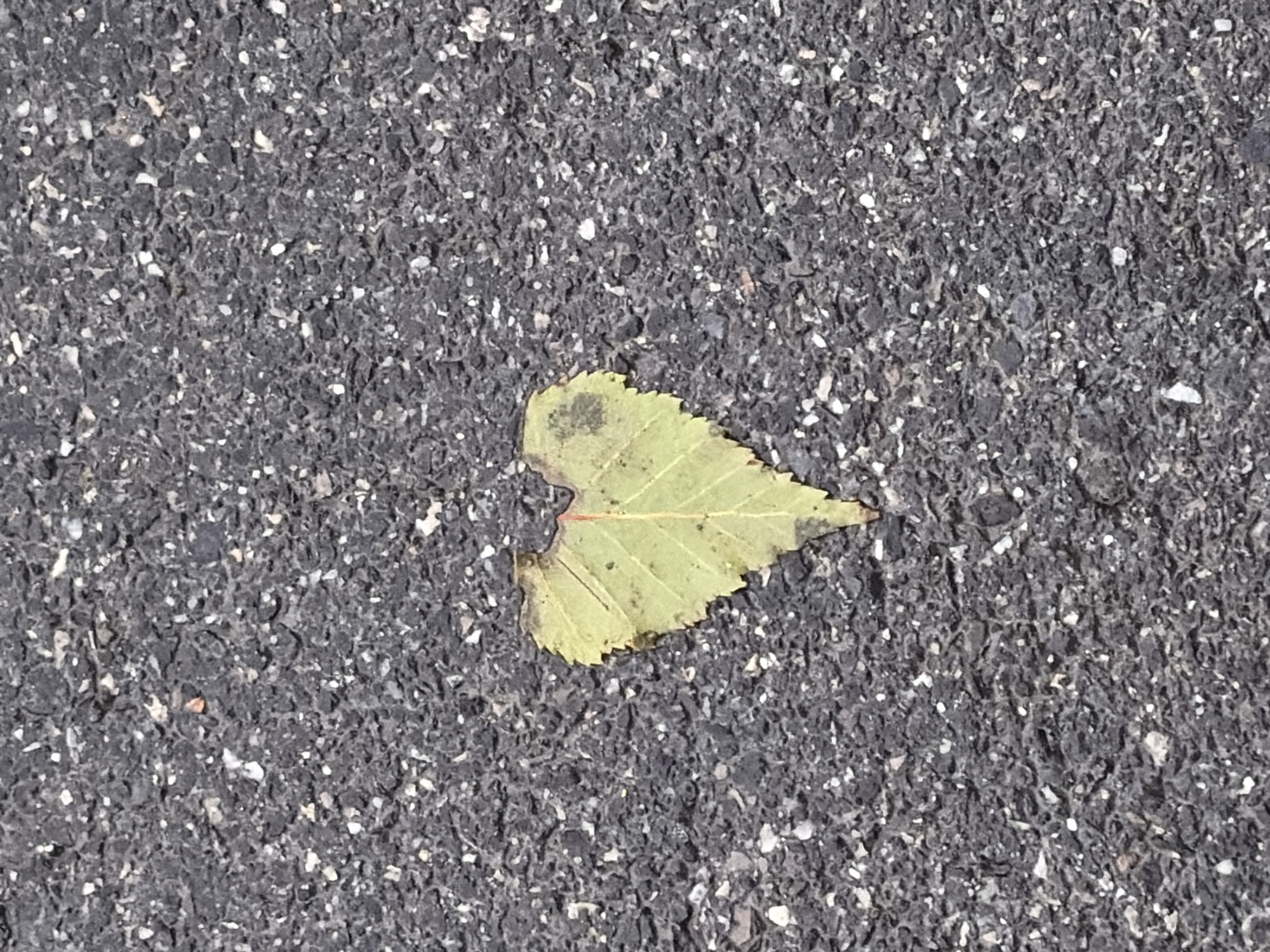 A single, pale green, heart-shaped leaf rests on a dark gray asphalt surface. The leaf has visible veins and a slightly serrated edge. A thin red line is present near the stem of the leaf. The asphalt is textured with small, embedded white and dark gray pebbles.