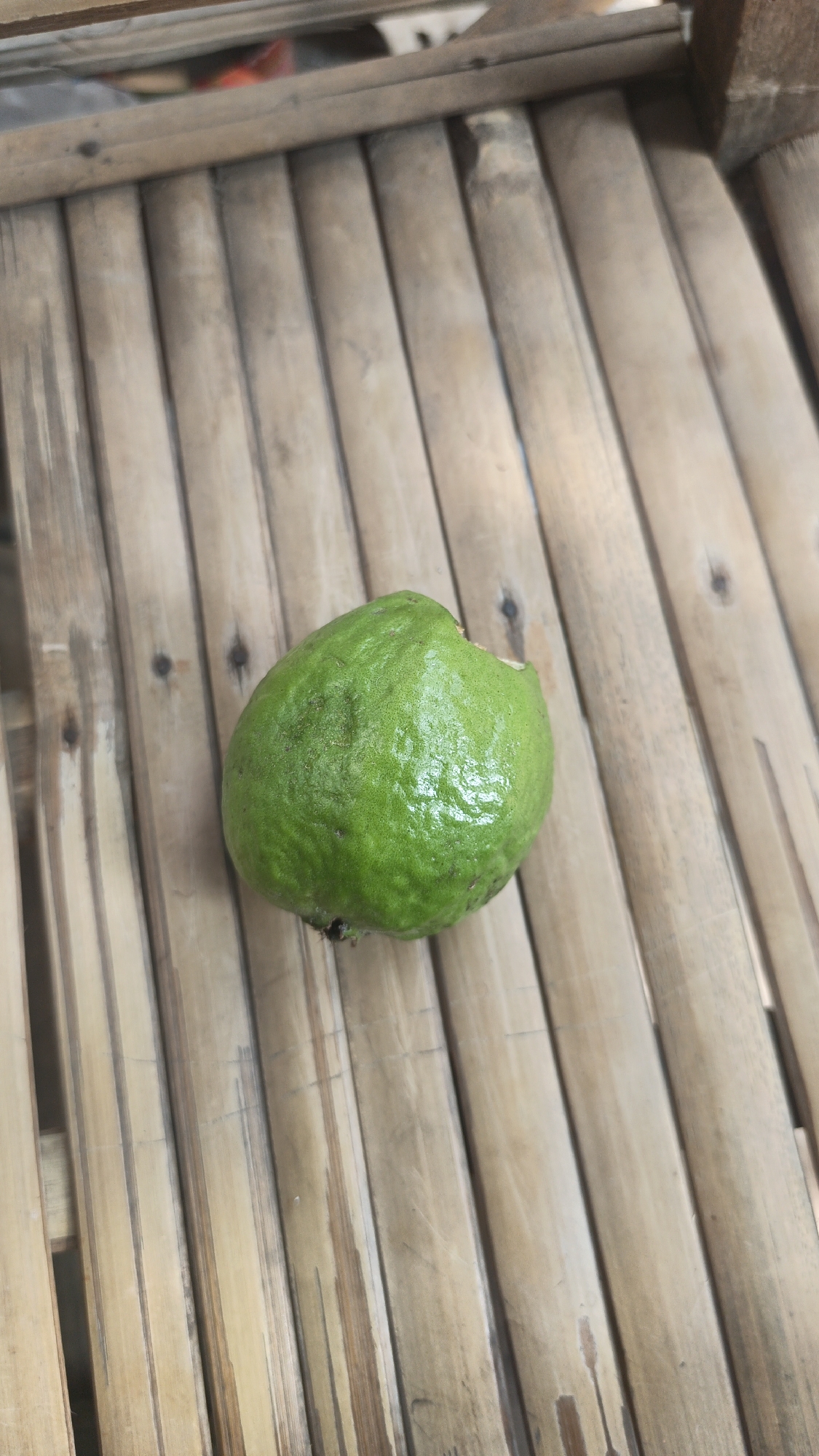 A single, bright green, unripe guava is placed on a slatted wooden surface. The guava is oval-shaped with a slightly irregular surface texture and appears to have a small bite mark on its upper right side. The wooden surface is made of light-colored bamboo or similar wood, with visible grain and knots. The slats are arranged parallel to each other, creating a striped pattern. The scene is lit from above, casting subtle shadows. The background is blurred and out of focus, suggesting a natural or rustic setting. The location is not explicitly indicated in the image, but if it were in Bulungcangkring, Indonesia, this scene would likely be found outdoors, possibly in a rural or garden area, given the natural elements of the fruit and wooden surface.