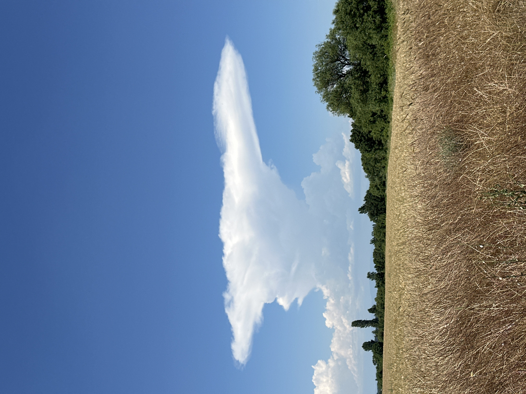 A dramatic, anvil-shaped cloud dominates the clear blue sky above a ripe field of wheat in Muldava, Bulgaria. The cloud, appearing as a cumulonimbus incus, has a distinct cap that spreads horizontally, resembling a mushroom or an anvil. Below the striking cloud formation, a line of green trees borders the golden wheat field, with several tall, slender trees standing out in the distance. The sun is bright, casting a natural light on the landscape, and the wheat appears dry and ready for harvest. There are no people or animals visible in the scene.