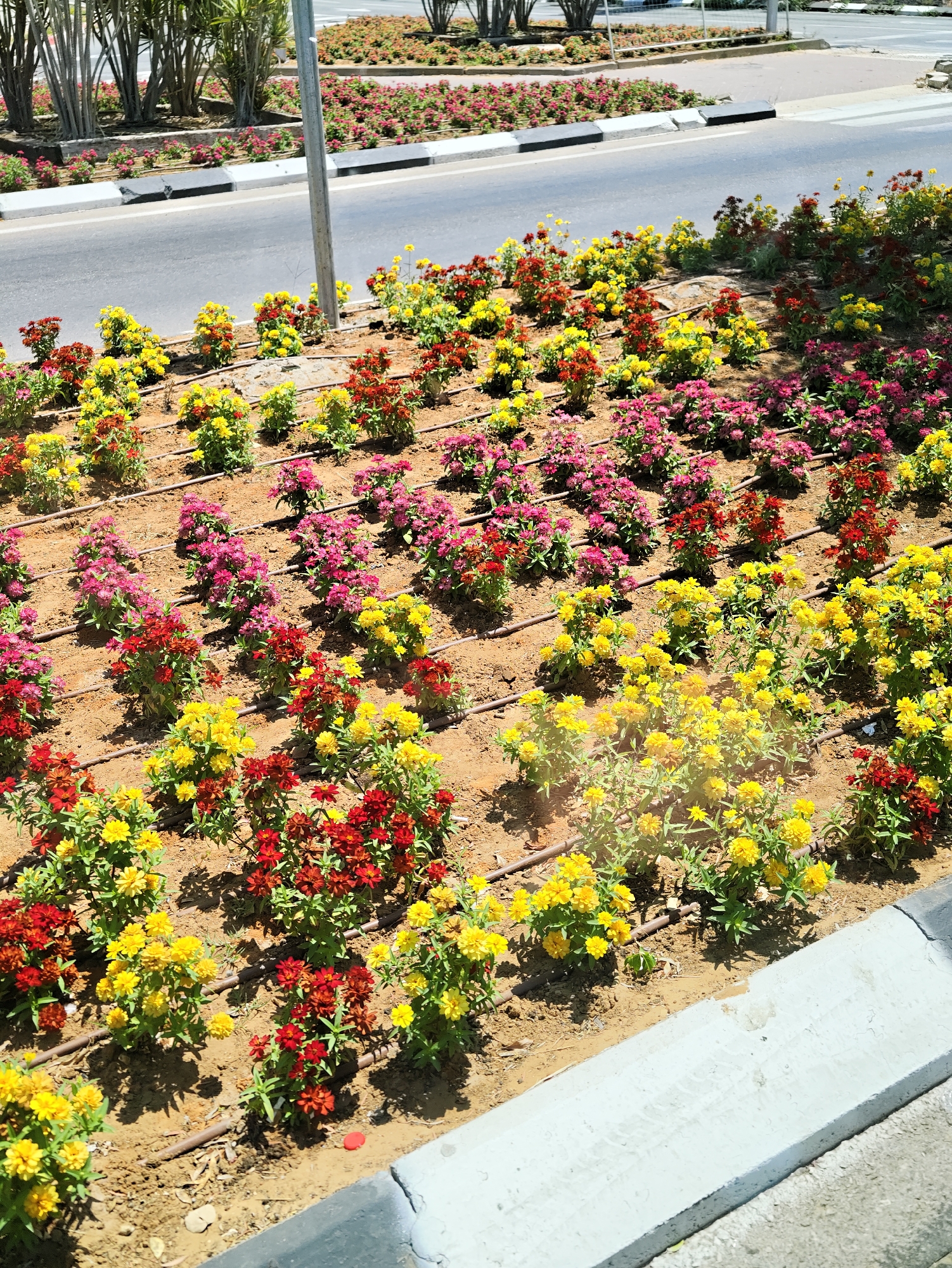 This image depicts a street-side flowerbed in Rishon LeZion, Israel, featuring rows of vibrantly colored flowers. The flowerbed is planted with a mix of red, yellow, and pink blossoms, densely arranged and bordered by drip irrigation lines visible in the soil. In the background, a street runs parallel to the flowerbed, with a sidewalk and a concrete barrier separating it from the planting area. A light pole stands vertically within the frame, near the sidewalk. Beyond the street, a median strip with more flowers and foliage is visible, suggesting an urban landscaping design. The sky is not visible, but the lighting indicates it is daytime. No people or vehicles are present in the immediate scene.