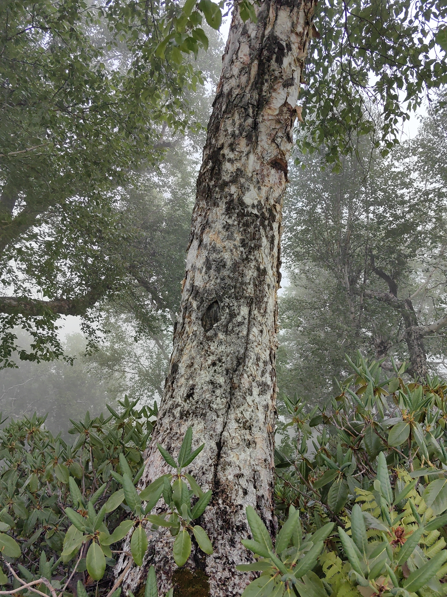 The image depicts a close-up view of a large tree trunk with distinctive peeling bark in a foggy forest setting. The tree is the central subject, positioned slightly off-center to the right. Its bark is textured with patches of white, gray, and brown, suggesting age and a weathered surface. A dark, oval-shaped hollow is visible on the trunk.
Surrounding the tree trunk, lush green foliage of rhododendron plants fills the foreground and lower portion of the image. Their leaves are broad and waxy, with some showing reddish-brown buds. In the background, other trees are visible, their forms softened and blurred by a thick mist, creating a sense of depth and mystery. The overall atmosphere is serene and damp, indicative of a misty or foggy day in a mountainous region. The light appears diffused and soft, suggesting it might be early morning or late afternoon, or simply due to the heavy fog.
The location is identified as Dhundi, India, which typically implies a high-altitude, possibly Himalayan environment, consistent with the dense foliage and misty conditions. No people, animals, or text are present in the image. The scene evokes a feeling of being immersed in nature, with the dominant elements being the ancient tree, the verdant undergrowth, and the pervasive fog.