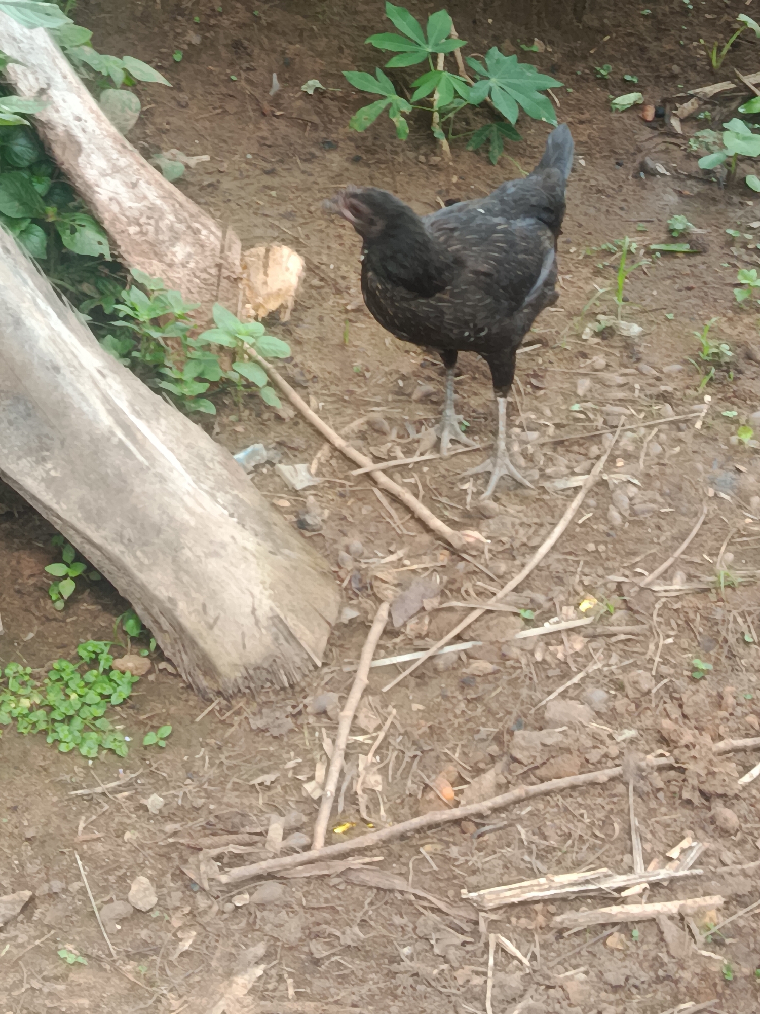 A black chicken stands on dry, brown soil dotted with small green plants and scattered dry twigs. To the left of the chicken is a thick, grey, weathered log. In the background, out of focus, are more green plants, including some with larger leaves, and more soil. The scene appears to be outdoors in a rural or undeveloped area, likely in Ukpor, Nigeria, given the context.