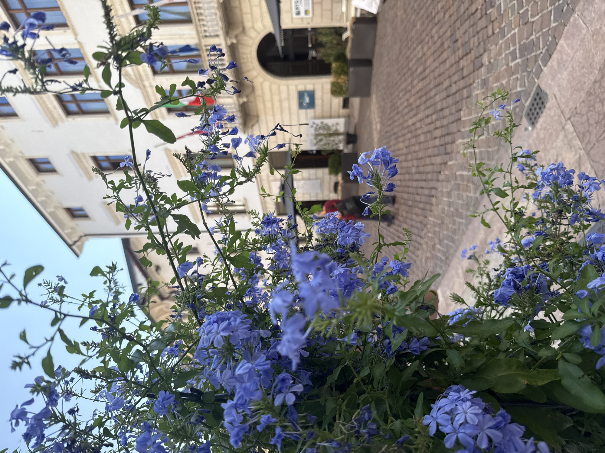 The image features a close-up of vibrant blue flowers in the foreground, with a street scene in the background. The flowers are densely packed on green stems, with individual blooms exhibiting five delicate petals. Beyond the flowers, a cobblestone street is visible, lined with buildings that suggest an urban European setting. One building has a cream-colored facade with multiple windows and ornate architectural details, including an arched entrance. Flags or banners are also visible hanging from the facade. The street itself is paved with light brown cobblestones, and there are some planters with greenery. The lighting suggests it might be daytime, possibly late afternoon, given the shadows and the overall brightness. The scene evokes a sense of a pleasant day in a charming town or city. There is no clear activity or event taking place; the focus is on the floral arrangement and the streetscape. The location context is identified as Trento, Italy.