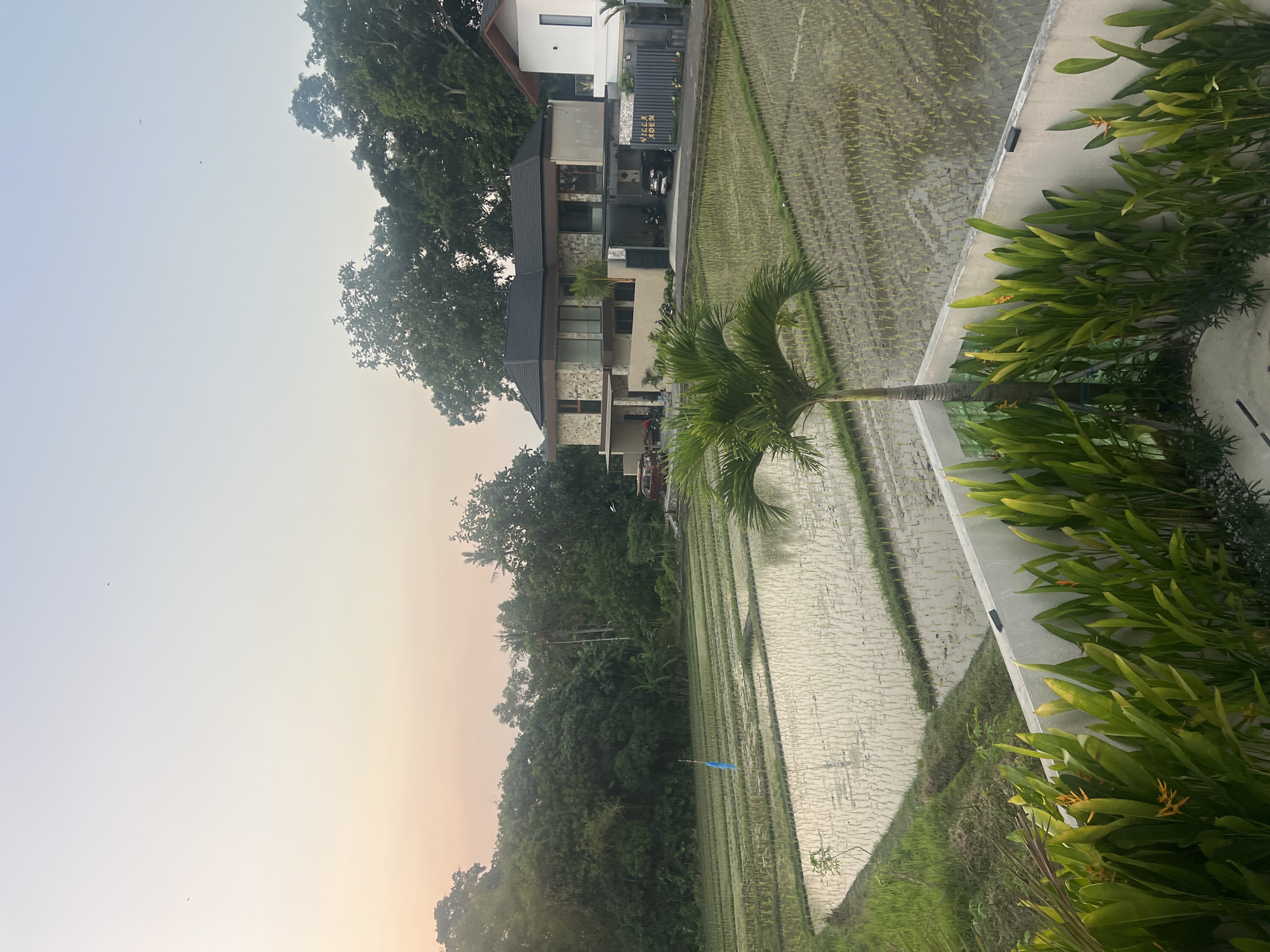 An exterior, eye-level, daytime shot captures a tranquil scene at sunrise in the city of Kediri, Indonesia. The image showcases a lush landscape with a prominent rice paddy field in the foreground, reflecting the soft, warm hues of the dawn sky. The field, filled with shallow water and young rice sprouts, is bordered by verdant green grass and a low concrete wall adorned with tropical plants, including vibrant yellow heliconia flowers. A lone palm tree stands tall in the middle of the frame.
In the background, a modern villa complex is visible, characterized by its contemporary architecture, stone accents, and dark-tiled roofs. A few cars are parked in the villa's driveway. Beyond the villas, a dense forest of trees creates a natural backdrop, suggesting the property's location amidst nature. The sky is a soft gradient of pale blue and pink, with a few distant birds visible. The overall atmosphere is peaceful and serene, highlighting the beauty of rural Indonesian scenery.