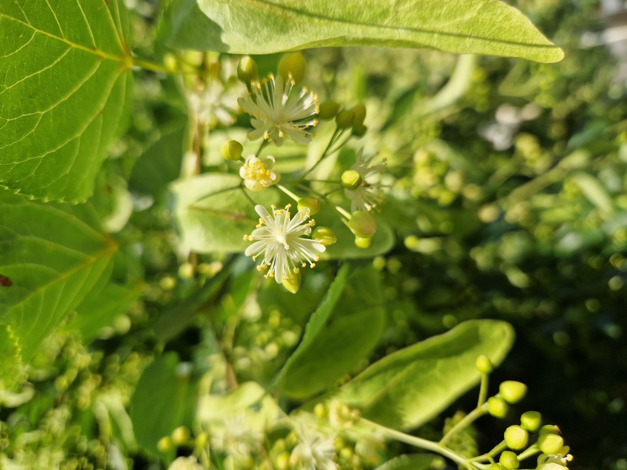 A close-up shot captures a cluster of delicate, white linden flowers and their green buds against a backdrop of lush green leaves and foliage. The flowers, with their star-like petals and yellow stamens, are the focal point, with several in sharp focus and others blurred in the background. The image was taken outdoors, likely in a park or garden, given the abundance of vegetation. The lighting suggests a sunny day, with sunlight filtering through the leaves, creating a dappled effect. This scene could be found in any of Sofia, Bulgaria's numerous green spaces, such as Borisova Gradina or South Park, during the late spring or early summer when linden trees are in bloom. No people or animals are visible in the frame.