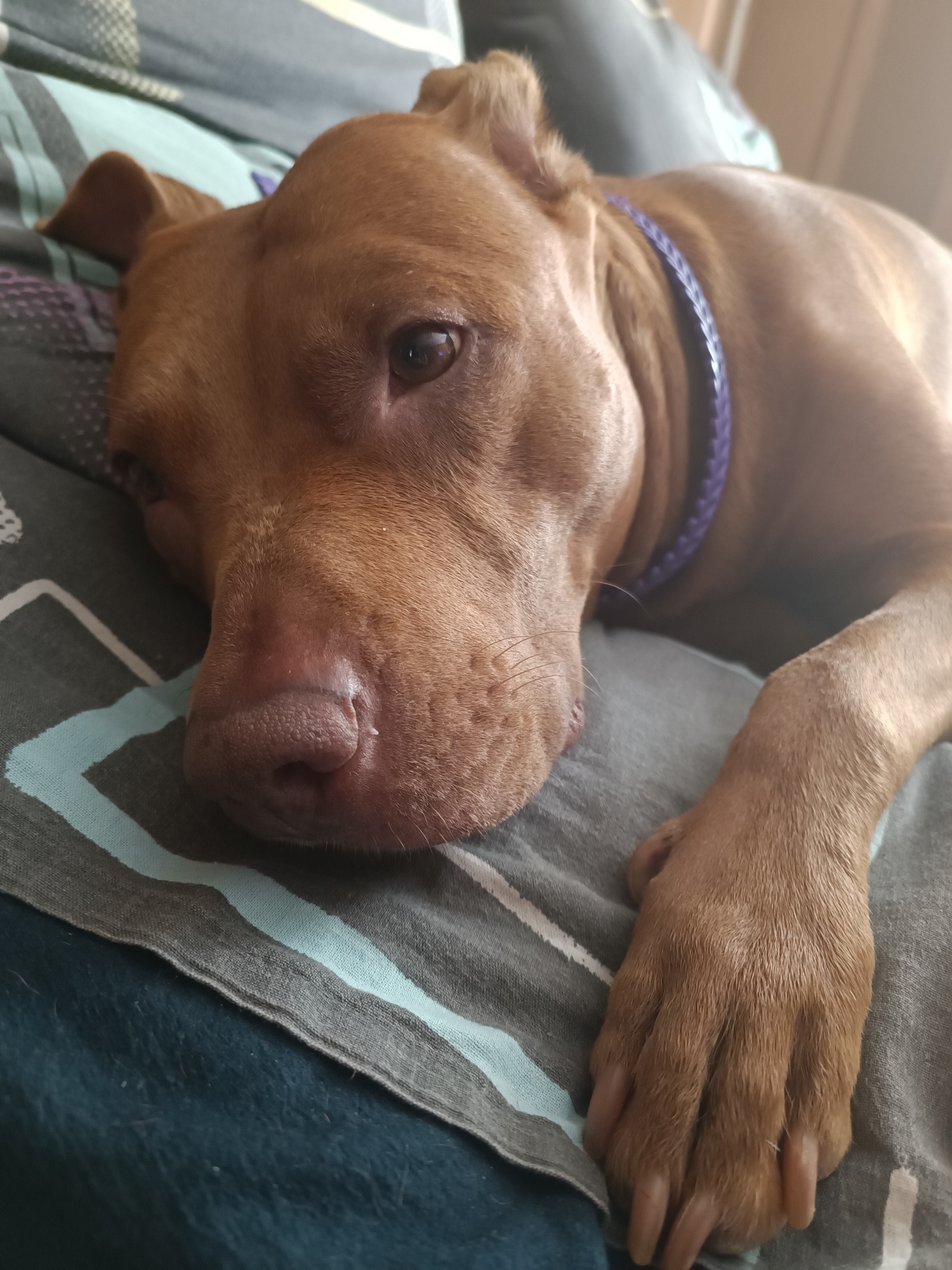 A brown dog with a purple collar lies on a striped blanket. The dog's head is resting on its paws. The background is blurred and appears to be indoors.