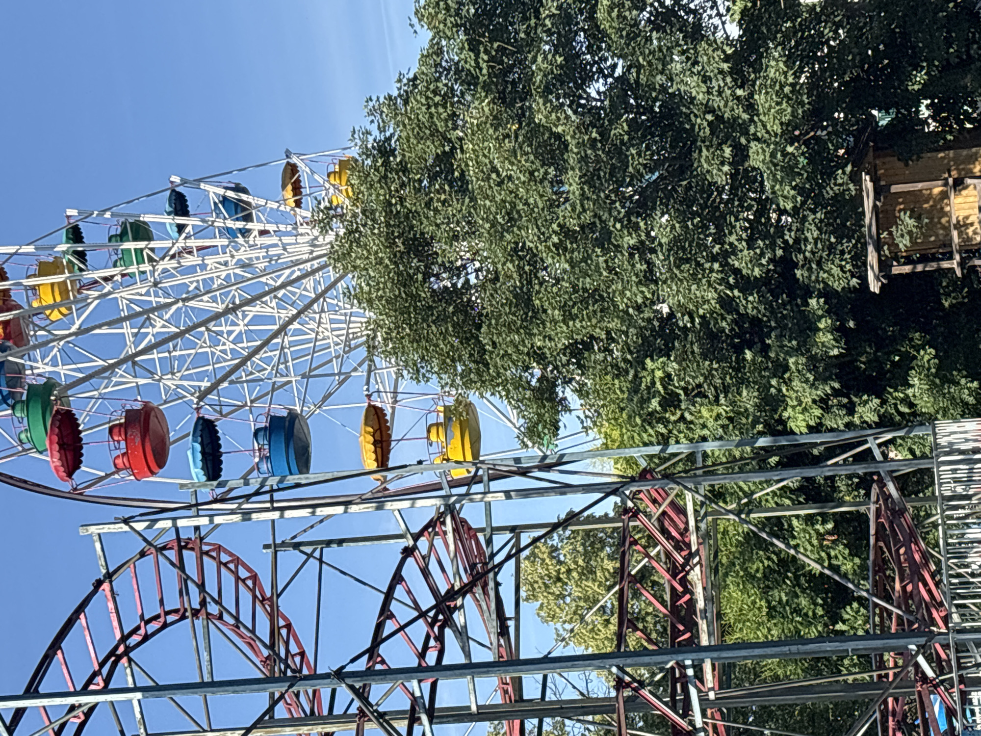 An amusement park scene features a bright blue sky and a large, green tree in the foreground. To the left, a red and silver roller coaster structure dominates the frame with its intricate metal supports and tracks. A Ferris wheel, painted white with colorful gondolas in red, yellow, green, and blue, rises in the background, partially obscured by the tree. The gondolas hang from the wheel, some appearing empty. The overall impression is of a sunny day at an outdoor amusement park.