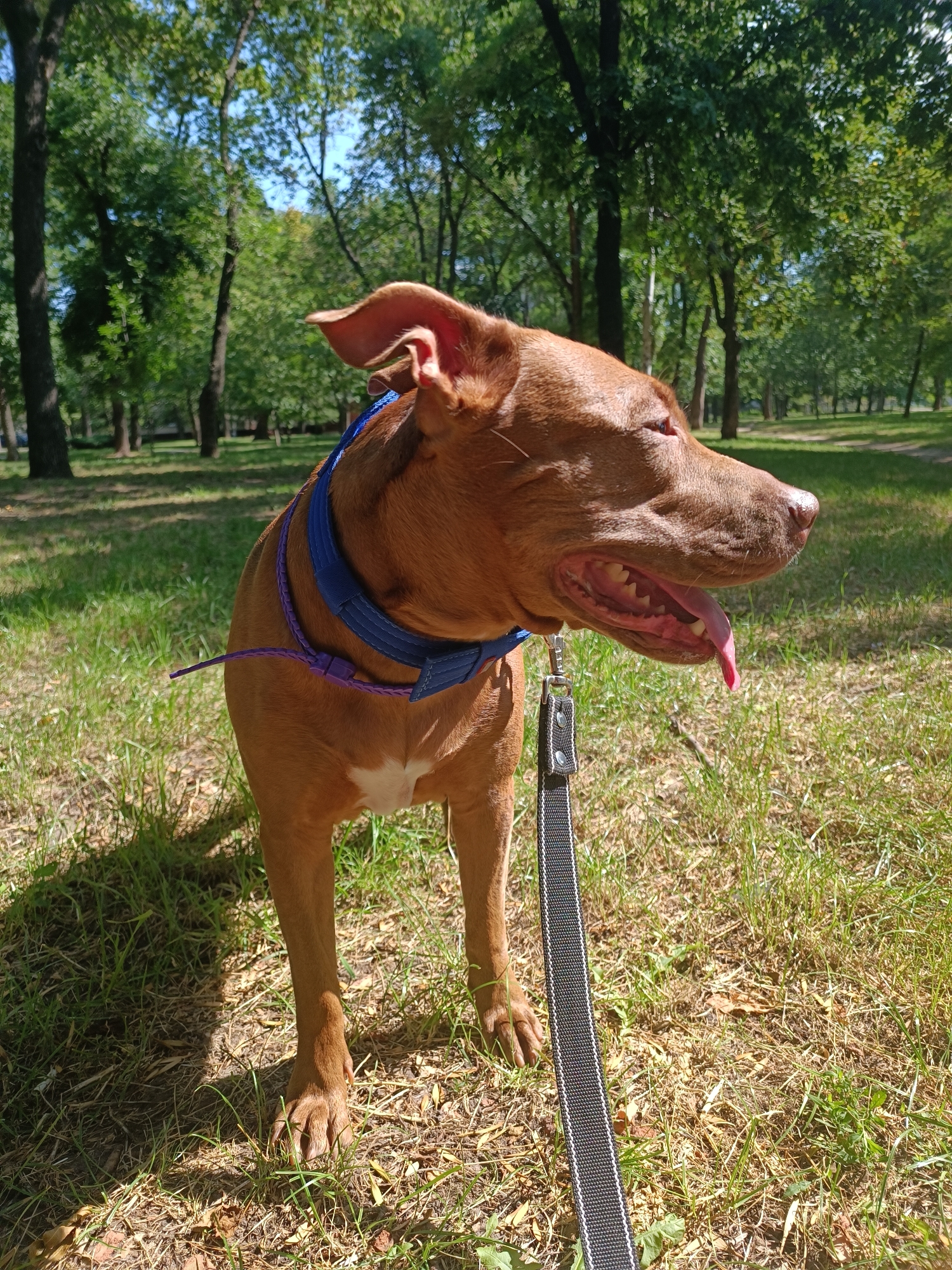 A medium shot captures a brown pit bull breed dog standing in a grassy park area with scattered trees. The dog is facing to the right, with its mouth open and tongue hanging out. It is wearing a blue collar with a purple adjustable strap attached to a black leash with a white striped pattern. The dog has a white patch on its chest. The background consists of a sunlit park with green grass and trees, suggesting a warm, clear day. The scene is consistent with a typical urban park environment, likely within the city of Zaporizhzhia, Ukraine.