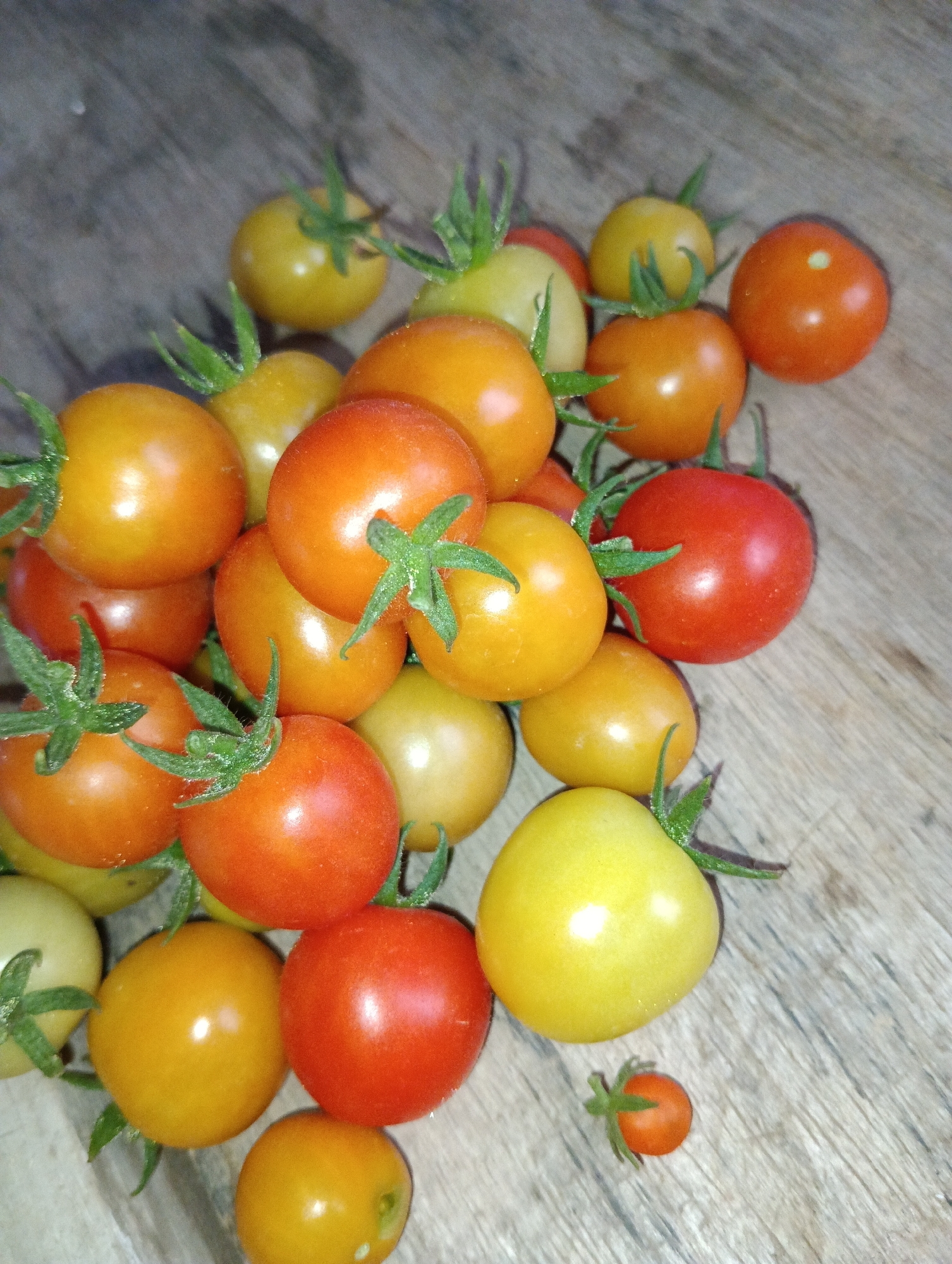 A pile of ripe cherry tomatoes of various colors including red, orange, and yellow are scattered on a wooden surface. The tomatoes are small and round with green stems still attached to some of them. Some tomatoes are slightly dewy. The background is a textured wooden surface, possibly a table. There is no indication of people or activity. The image was captured in Pematang Jaya, Indonesia.