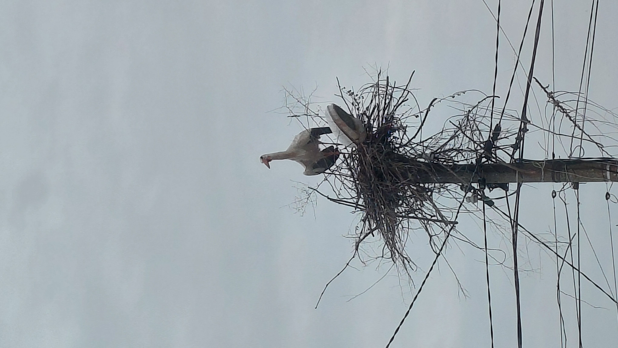 A low-angle shot in Unknown, Unknown, shows a large bird with open wings, situated next to a nest built on a utility pole. The nest, constructed of sticks and twigs, is situated atop the pole. Wires extend from the pole in several directions against an overcast sky. The bird is angled slightly downward, with its beak open.