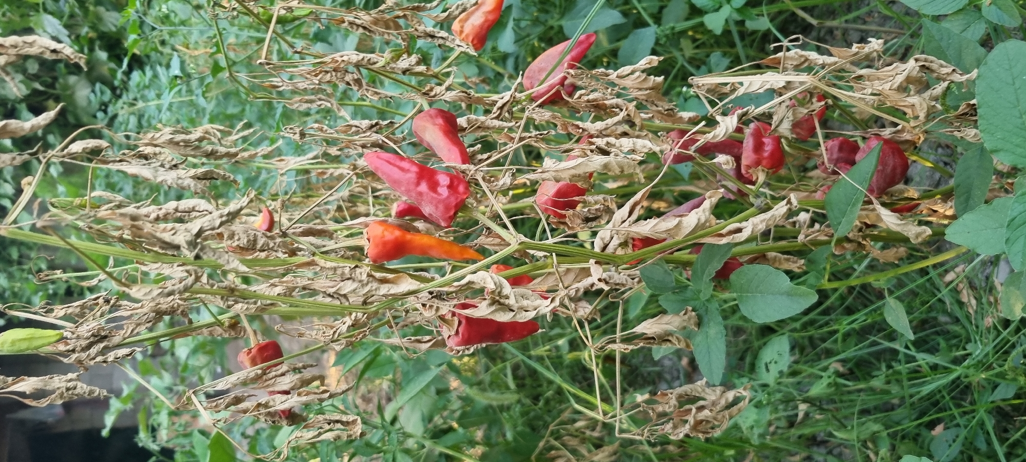 A chili pepper plant in Ҷомӣ, Tajikistan, shows signs of distress with many dried, brown leaves clinging to its stems. Despite the wilting foliage, several red and orange chili peppers are still attached to the plant, indicating they are either nearing ripeness or have dried on the vine. The plant is surrounded by green grass and other foliage, suggesting an outdoor garden or field setting.